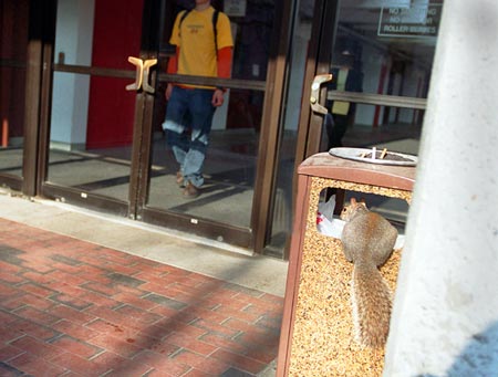 Scavenging squirrel