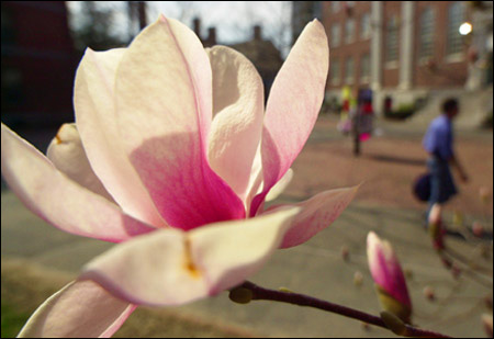 Magnolia blossom