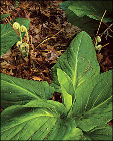 ferns