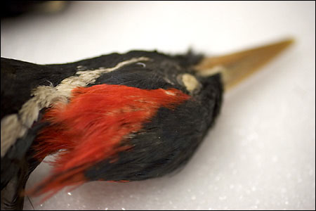 woodpecker