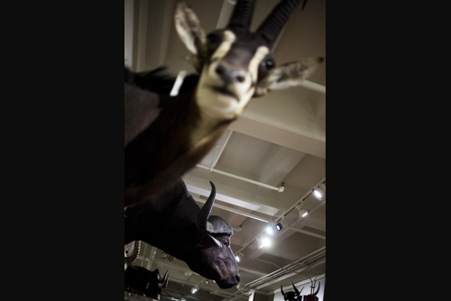 Raise your horns