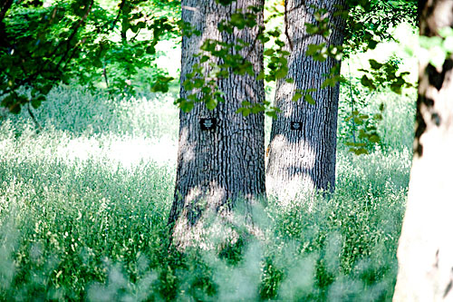 White oaks jut out from this diaphanous field.