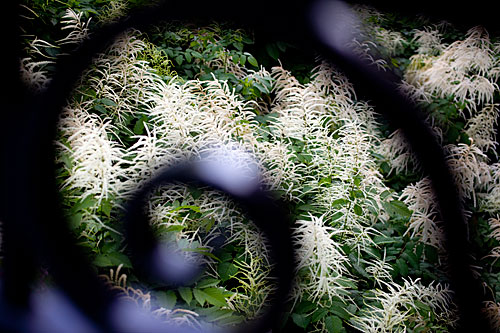 Behind the locked gate: Majestic plants await behind the Hunnewell Building's spiraled gate.