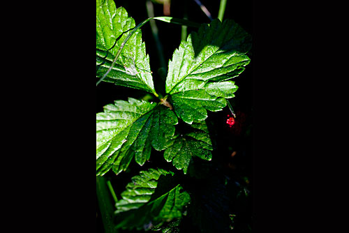 Juicy: A raspberry plant bears fruit.