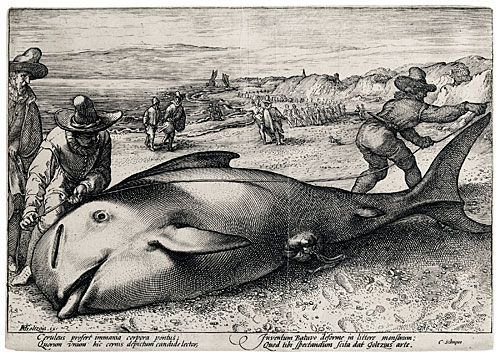 'Pilot Whale Beached at Zandvoort'