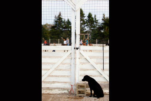 Watchdog