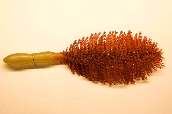 Called a phosphorescent sea pen because of its resemblance to a quill pen, this creature is comprised of polyps and able to emit light.