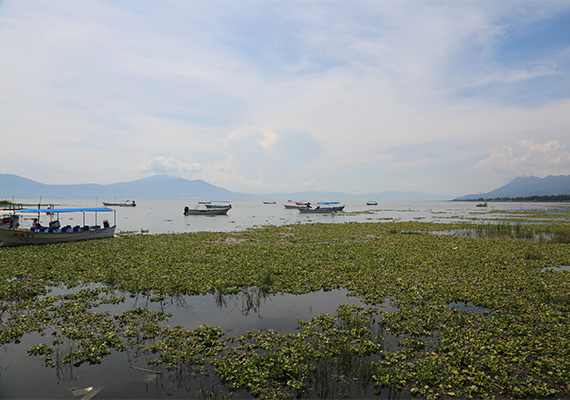 A shoreline view of Lake Chapala, the largest freshwater lake in Mexico and a breadbasket of protein in a region where 60 percent of 300,000 citizens live below the poverty line.