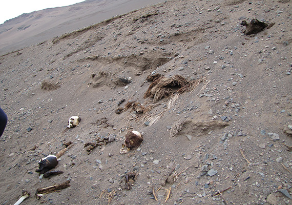 In the valleys of northern Chile, where the Chinchorro people lived 7,000 years ago, large numbers — perhaps hundreds — of mummies are buried just beneath the sandy surface. Photo courtesy of Marcela Sepulveda