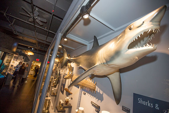 As models of glowing jellies, a giant sea turtle, and other sea animals appear to swim above their heads, museumgoers will learn about new research and explore displays of real fishes, mollusks, crustaceans, corals, and other marine organisms selected from the world-renowned collections of Harvard’s Museum of Comparative Zoology. 