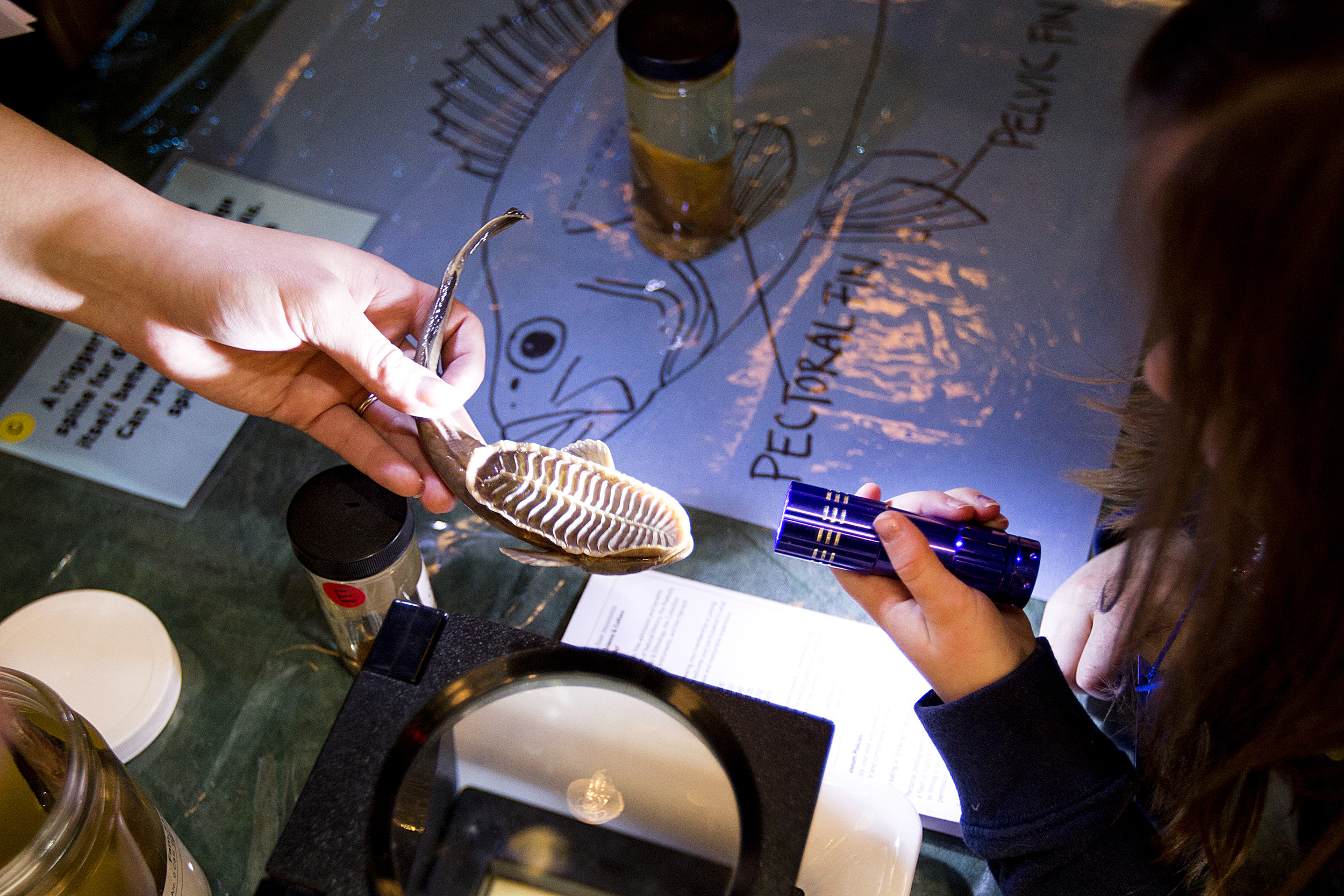 Specimens from the Museum of Comparative Zoology’s Ichthyology Collection are examined to help understanding about adaptations in fish.