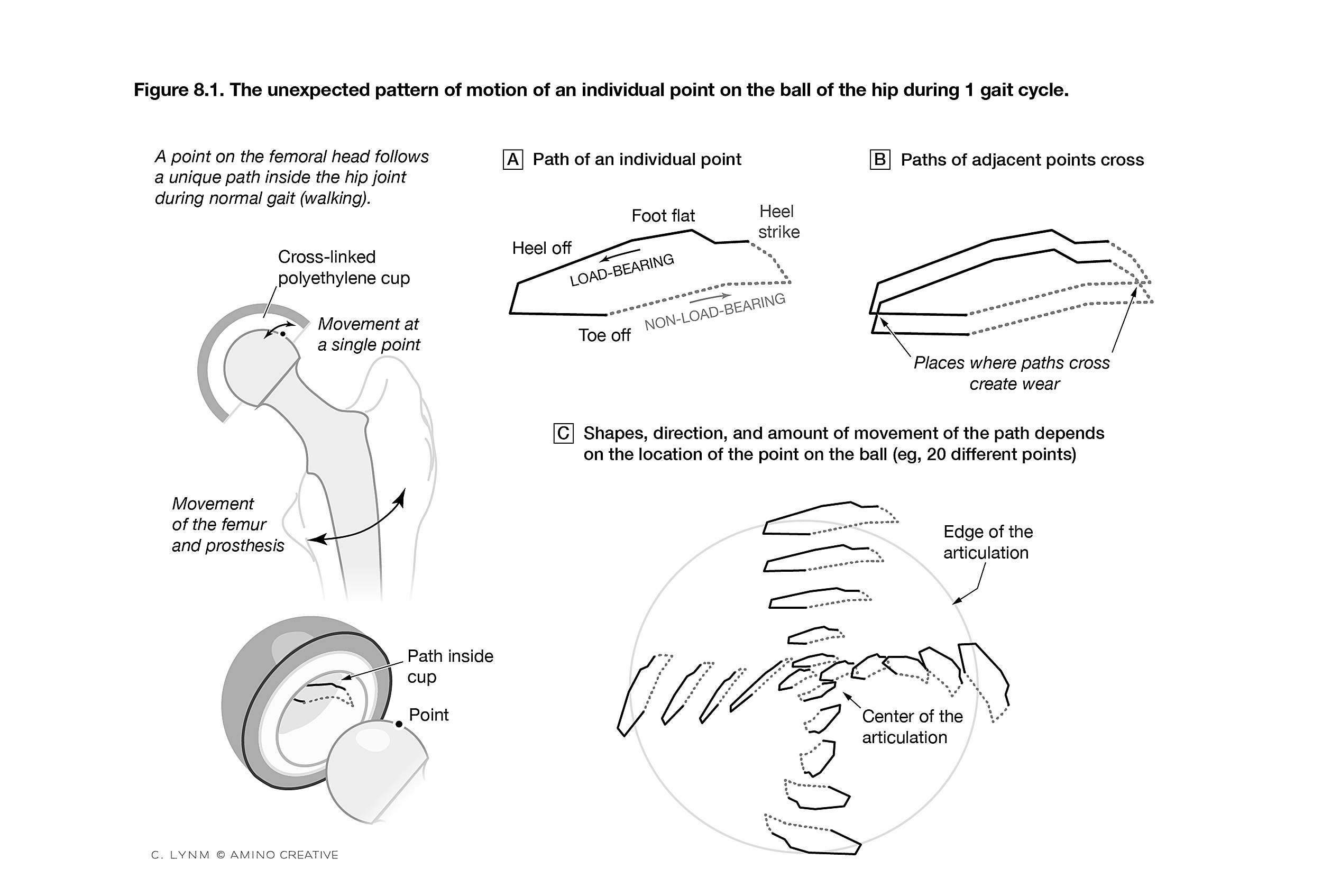 Diagram of walking gait