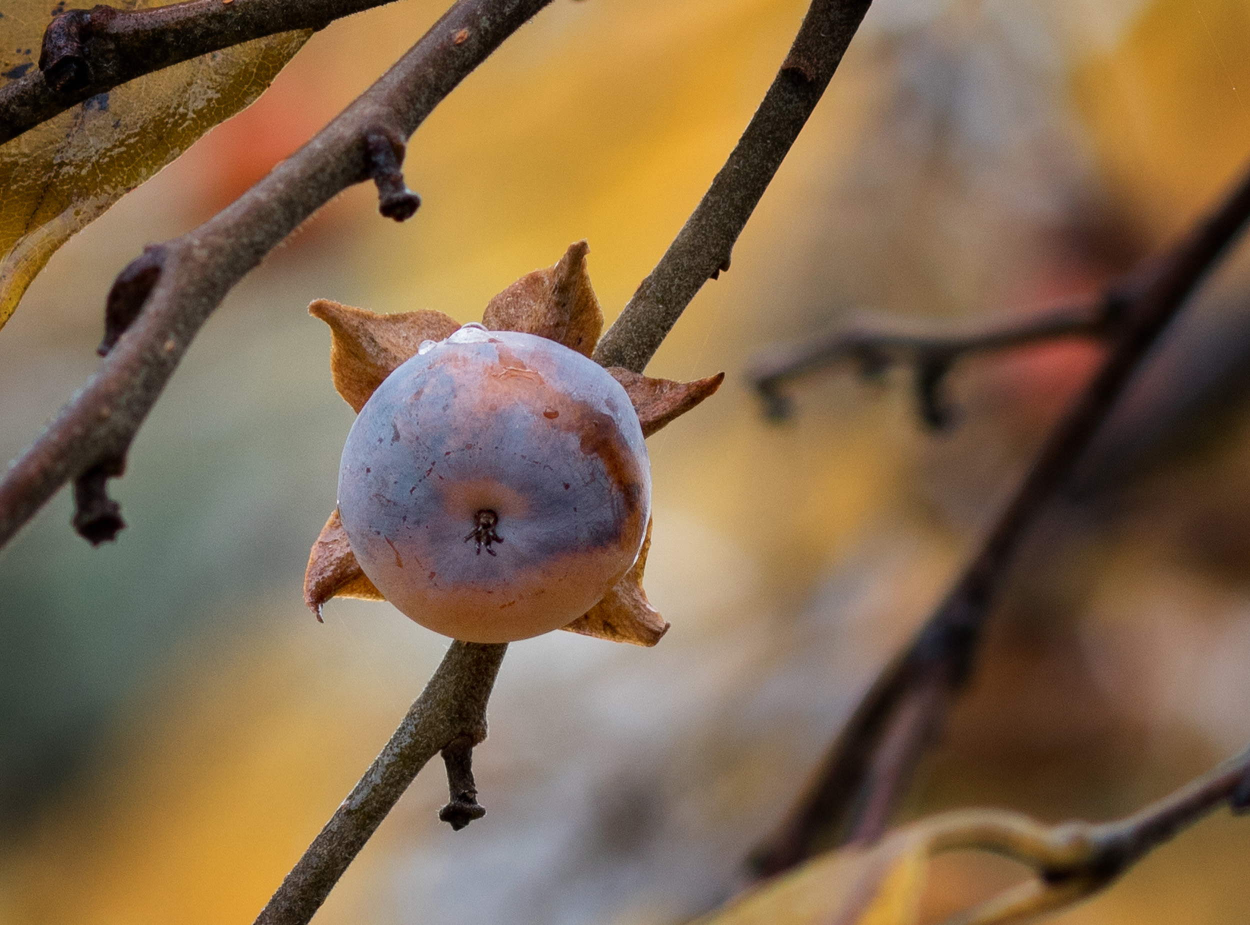 Persimmon.