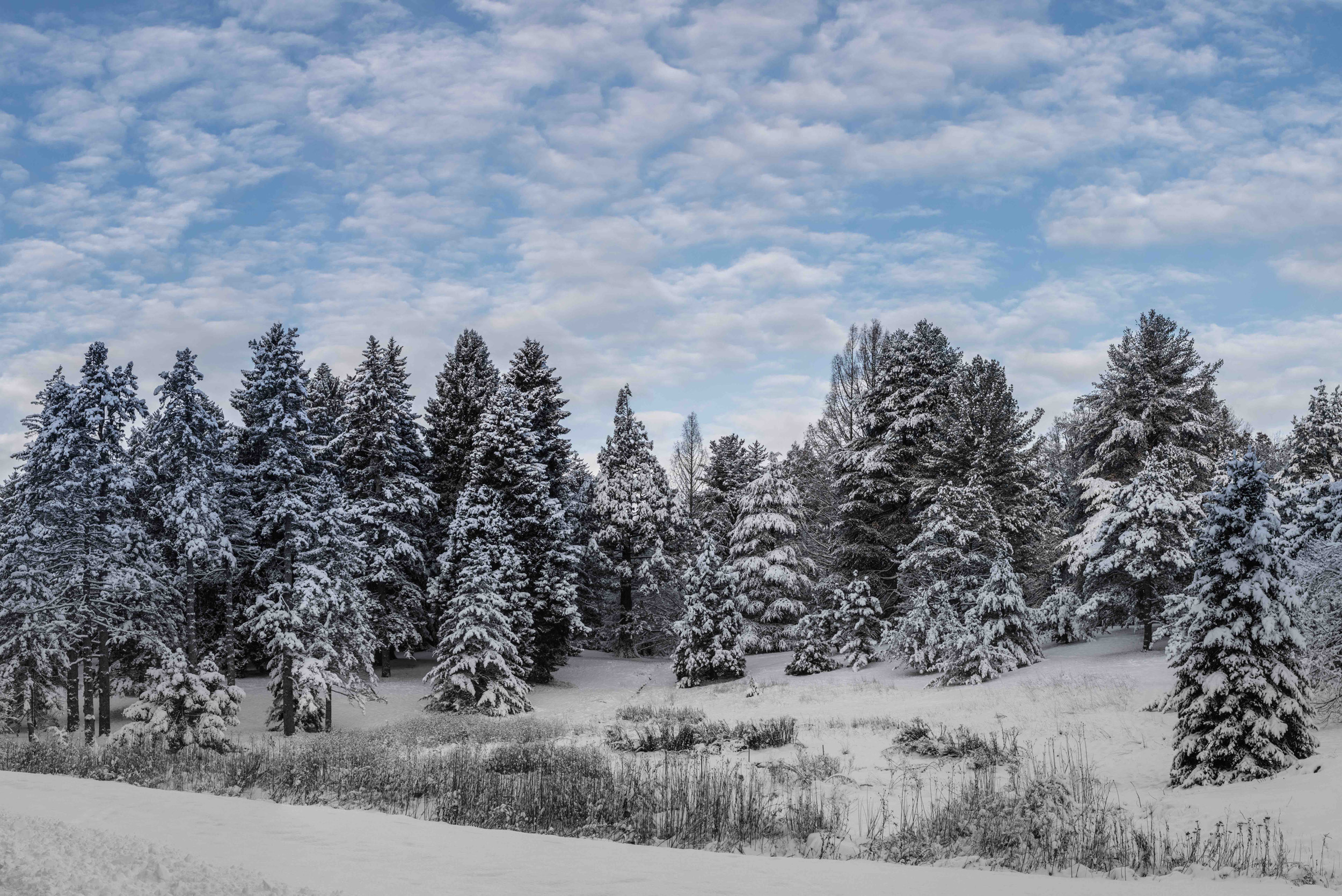 Trees covered in snow.