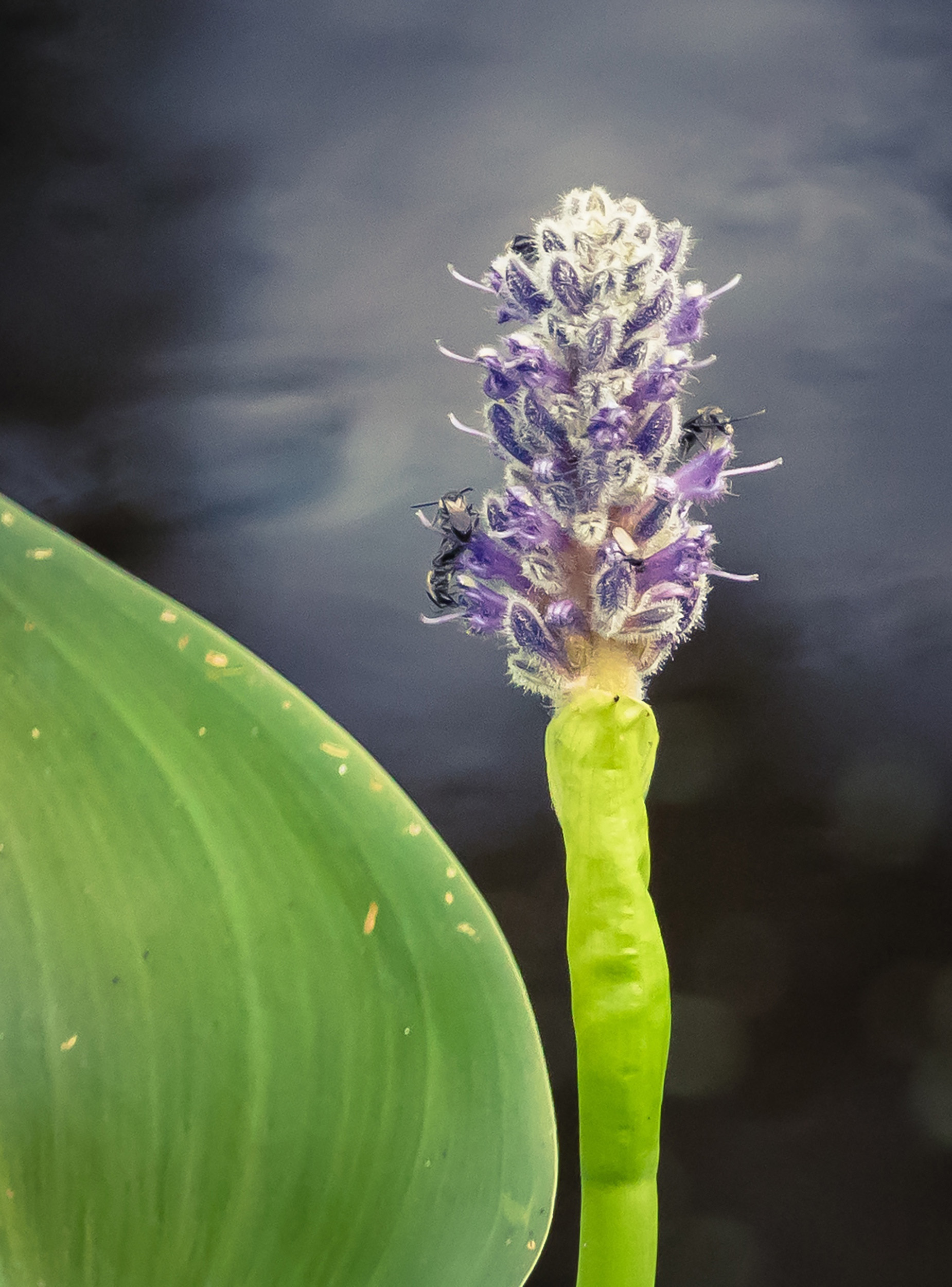 Silver bees land on a flower.