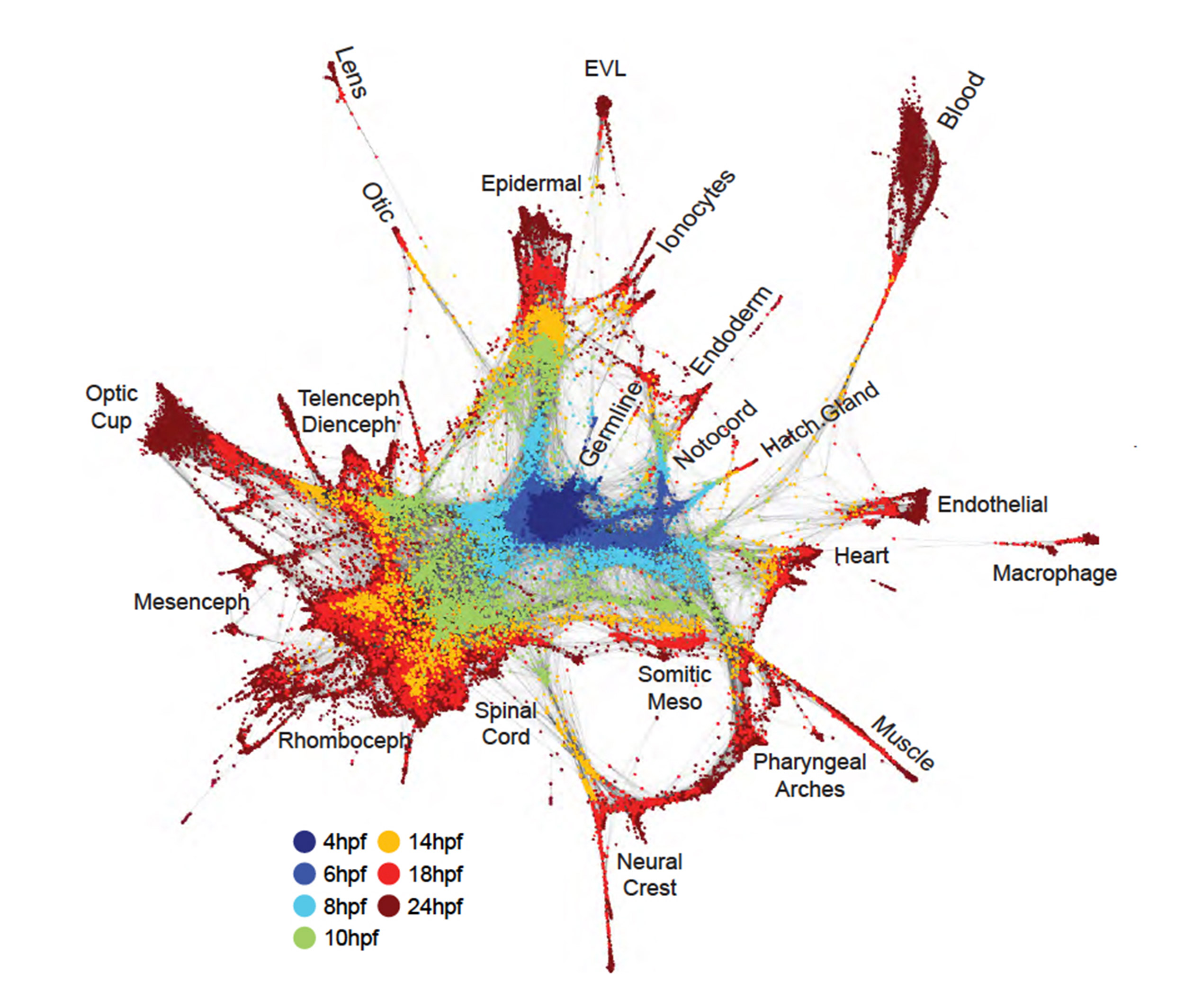 view of embryonic development,