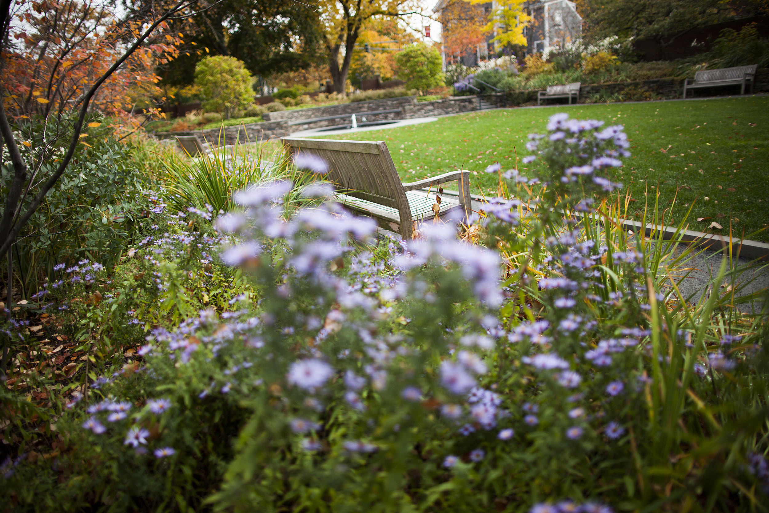 The Radcliffe gardens in bloom.