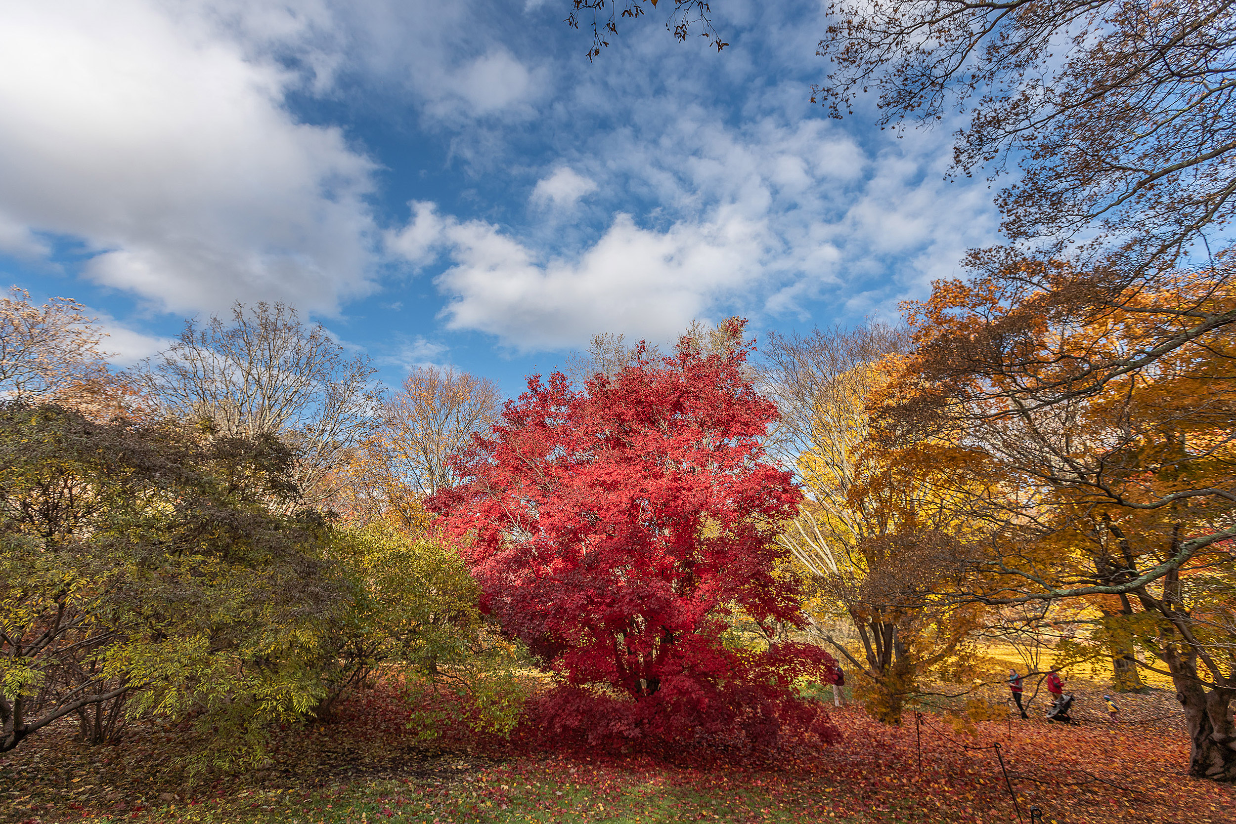 Trees in full autumn splendor.