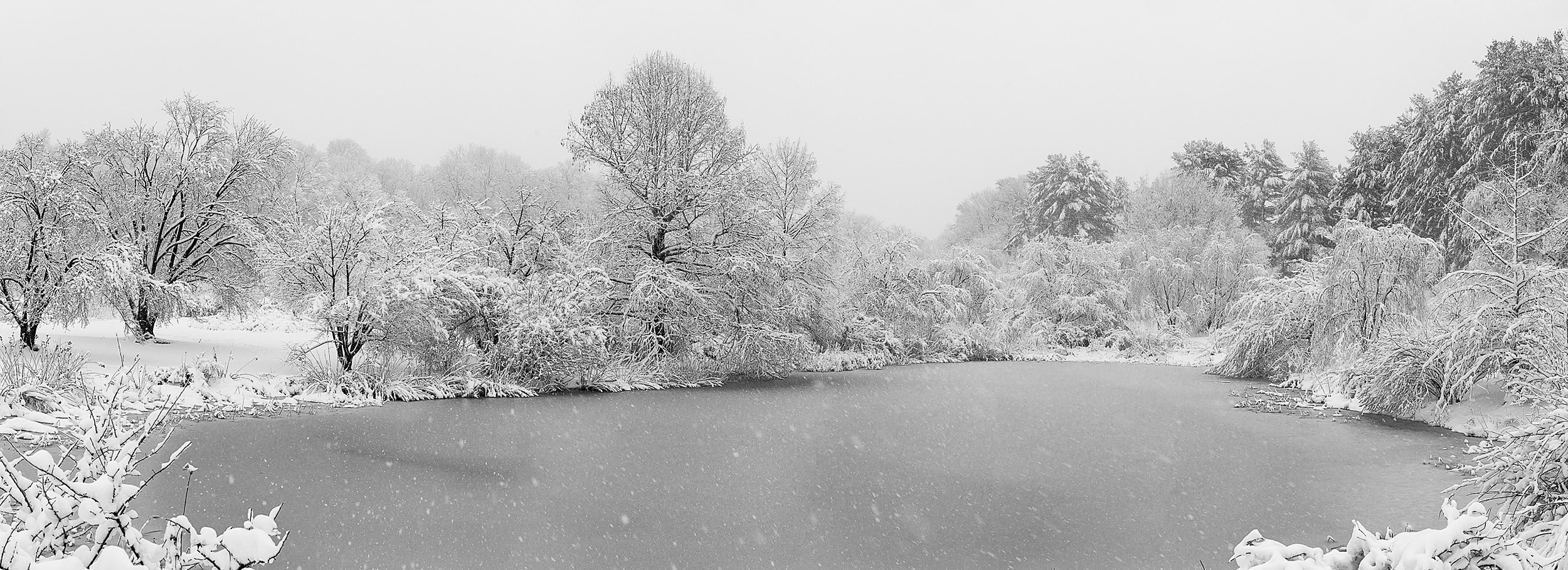 Arnold Arboretum pond during blizzard.