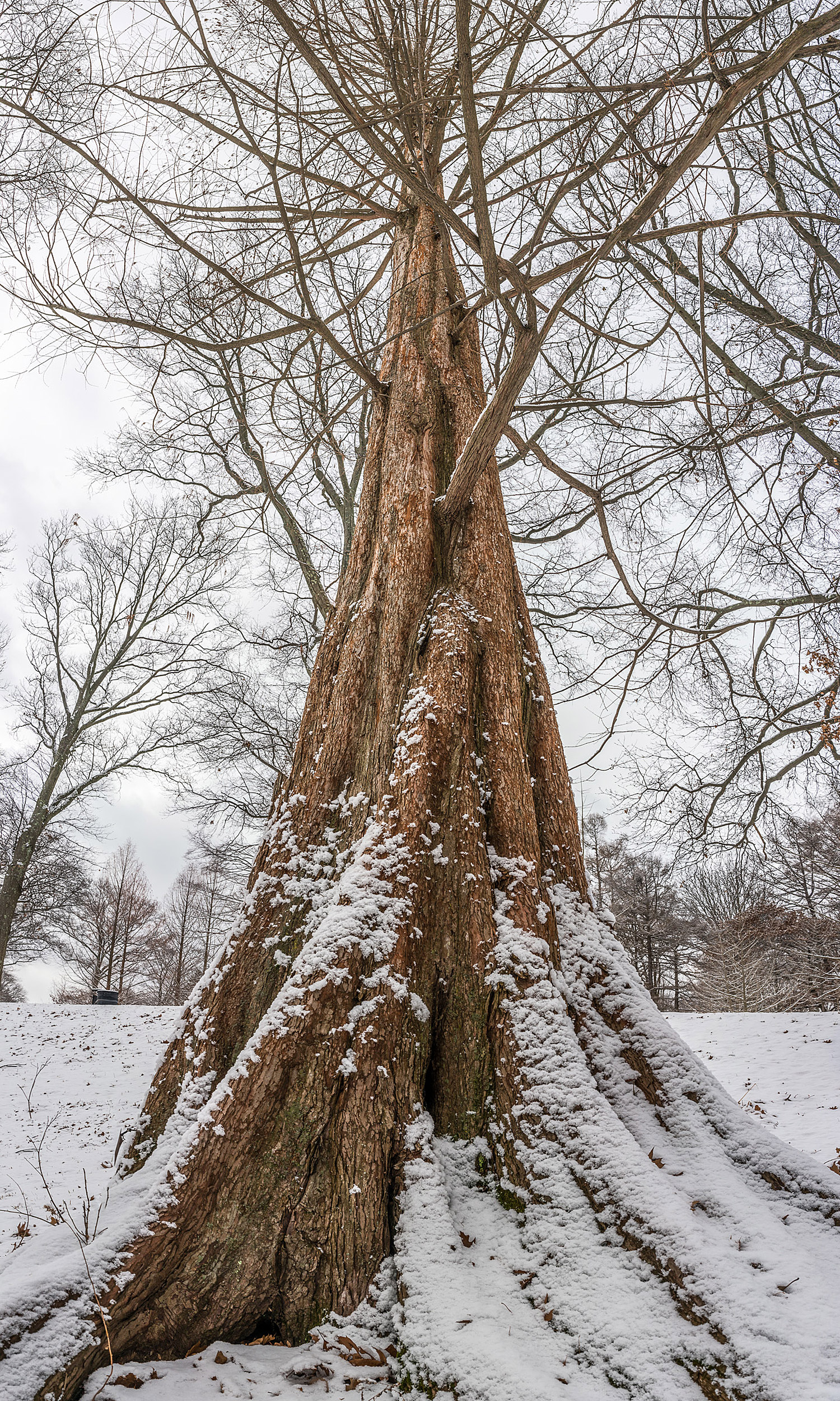 Dawn redwood in winter.