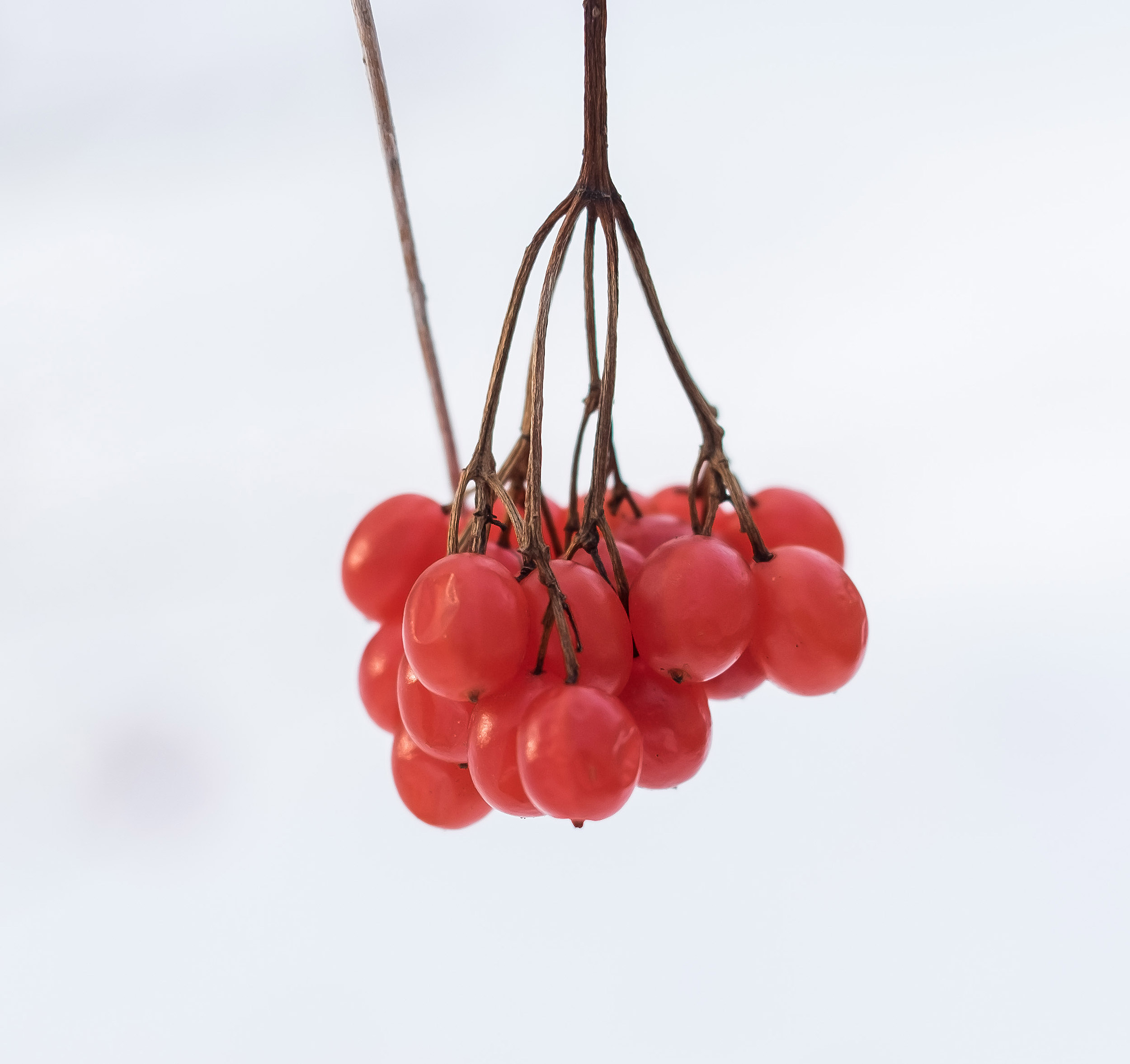 Japanese variety of European cranberry bush.