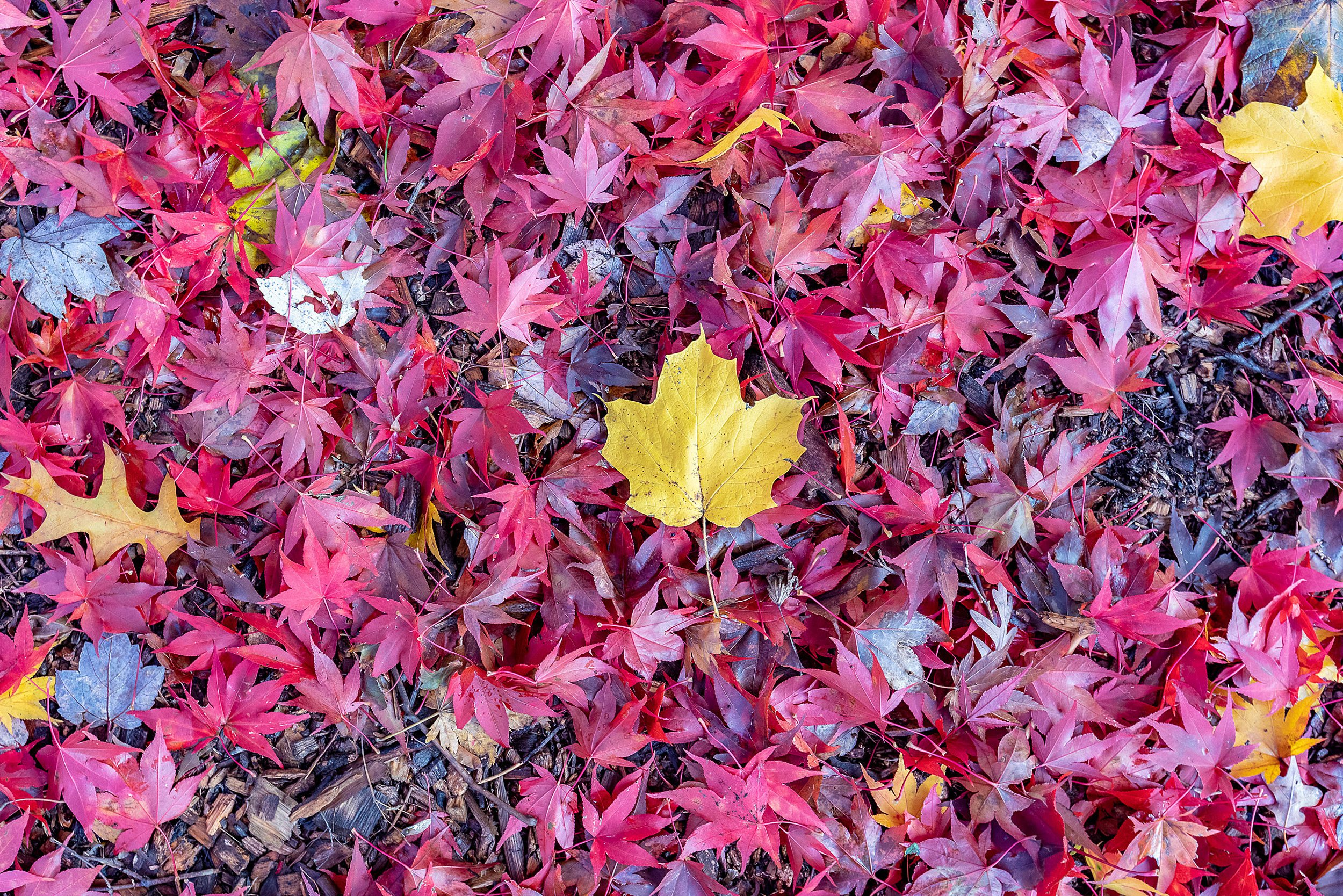 Lone fall leaf in pile of red brush.