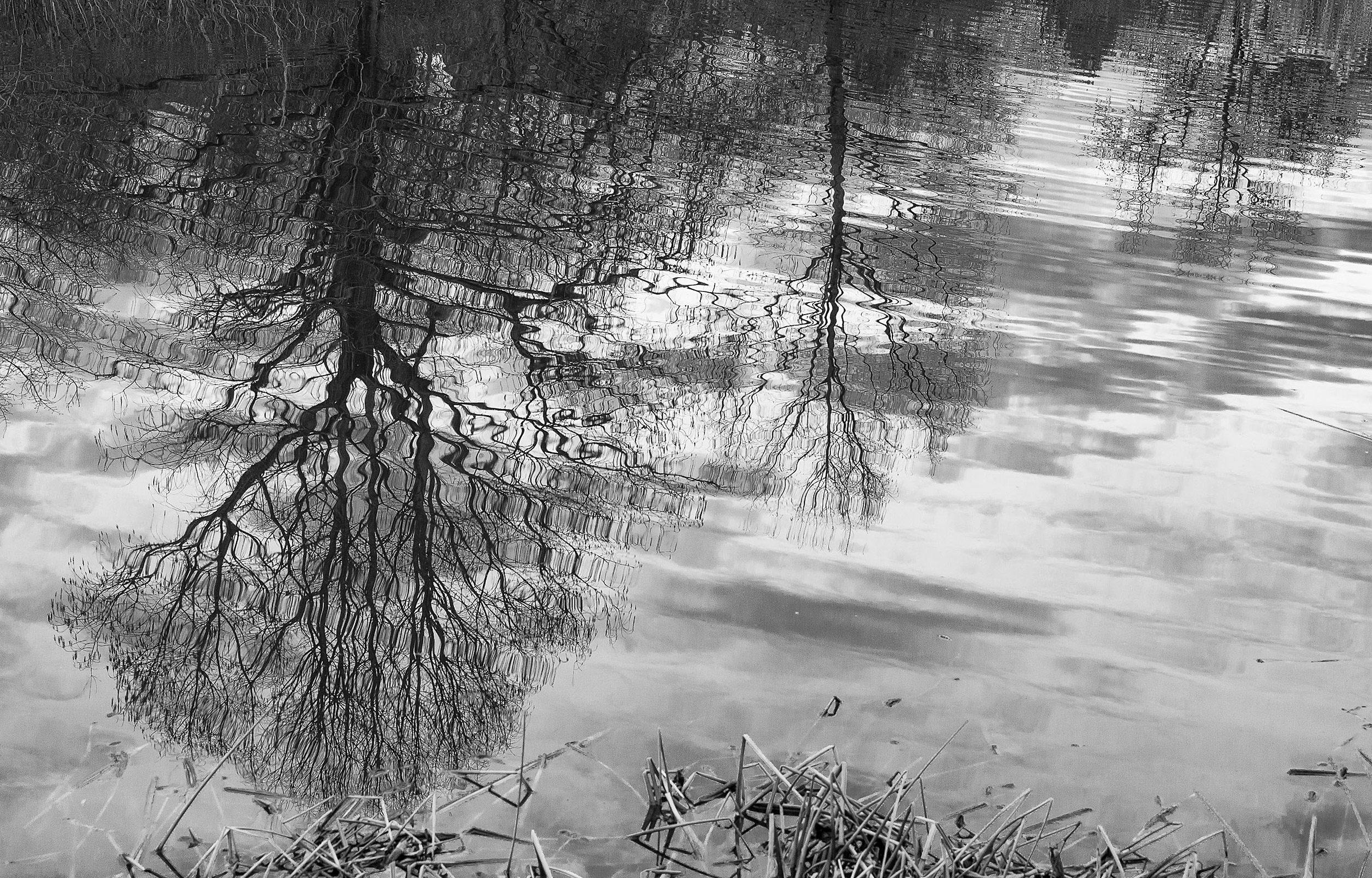 Tree reflections.