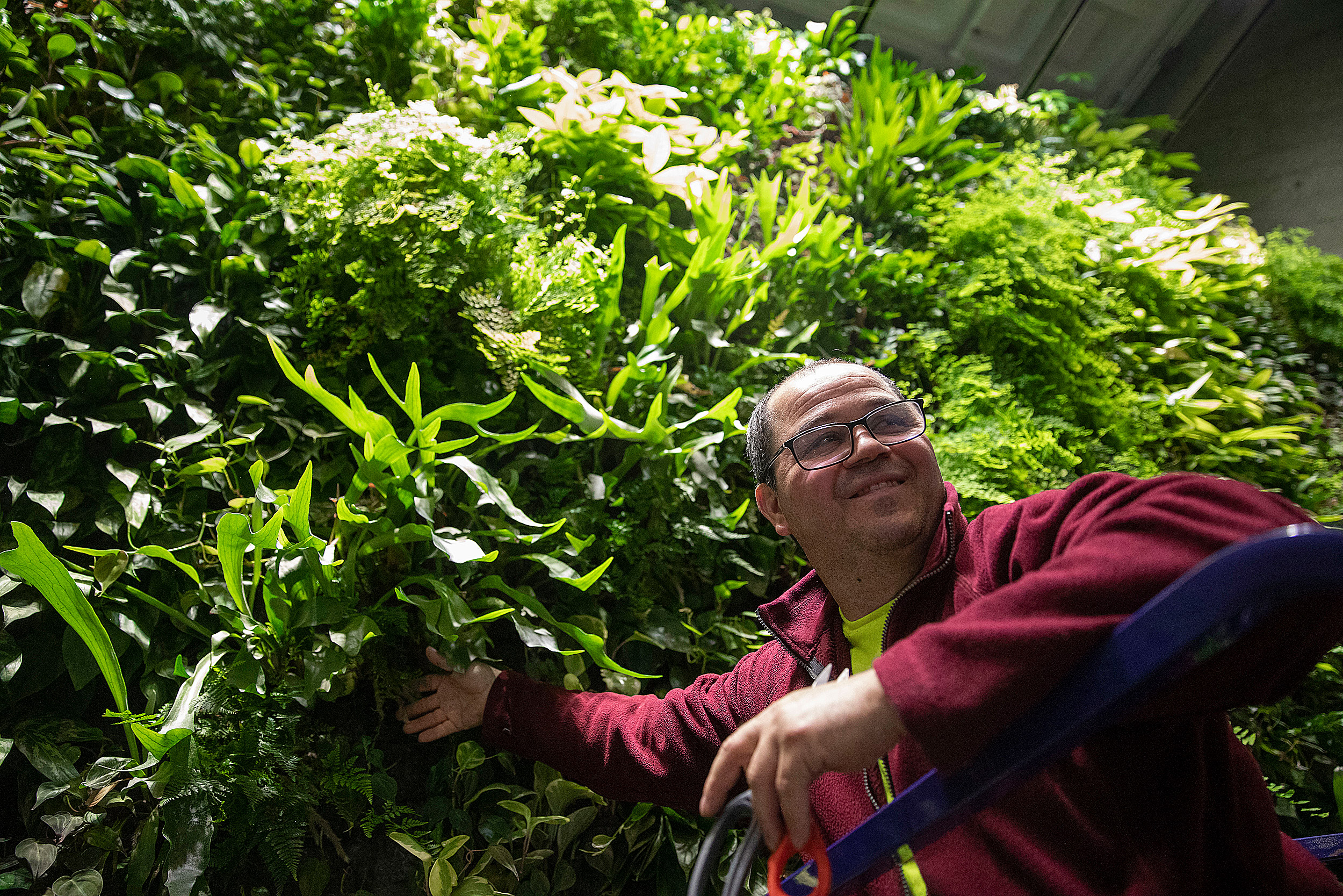 Tiago Pereira tending to the green wall