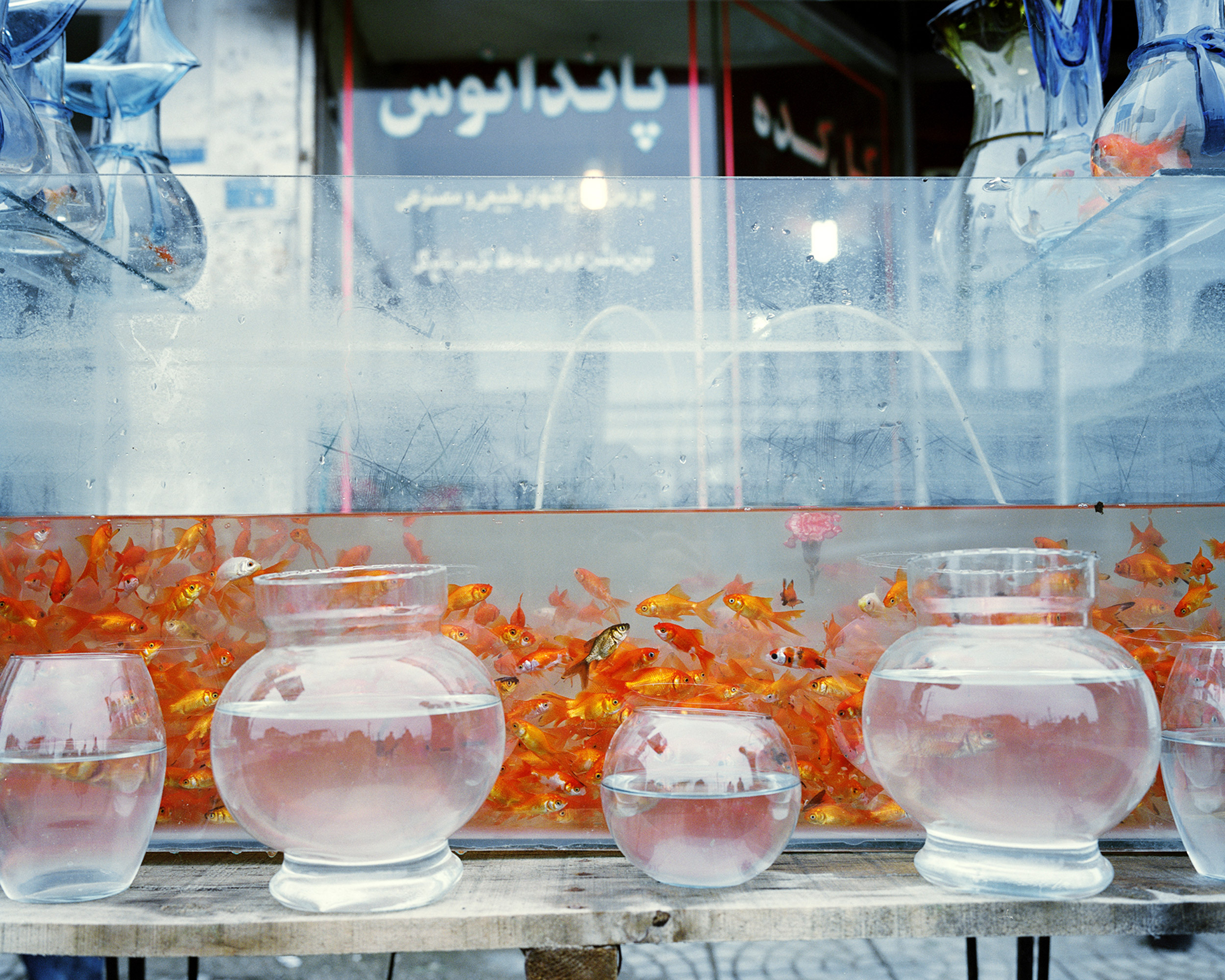 Goldfish on sale in the days before Nowruz, the Persian New Year.