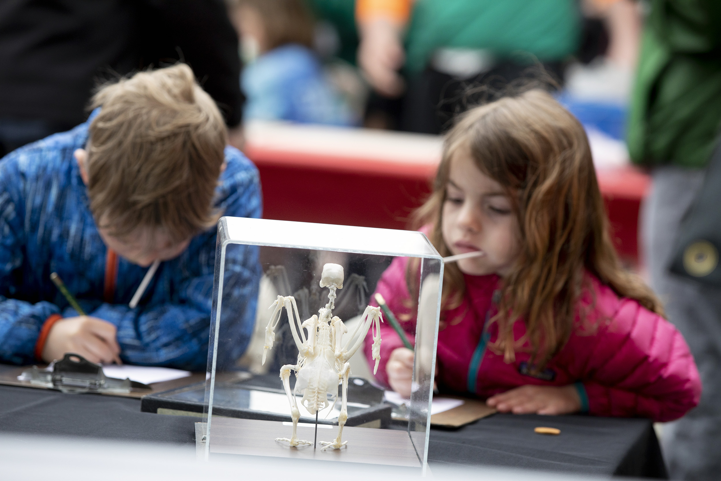 Children draw an animal skeleton.