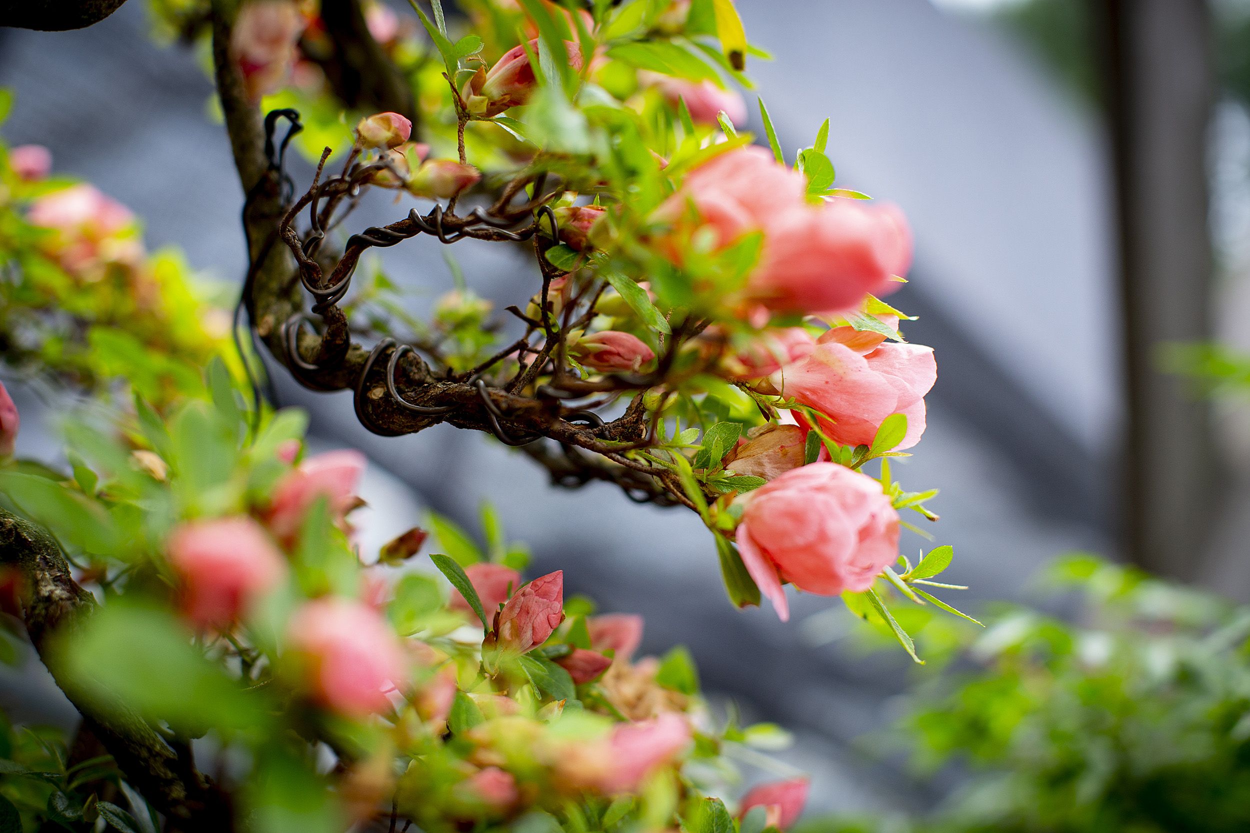 Blossoms on a bonsai tree