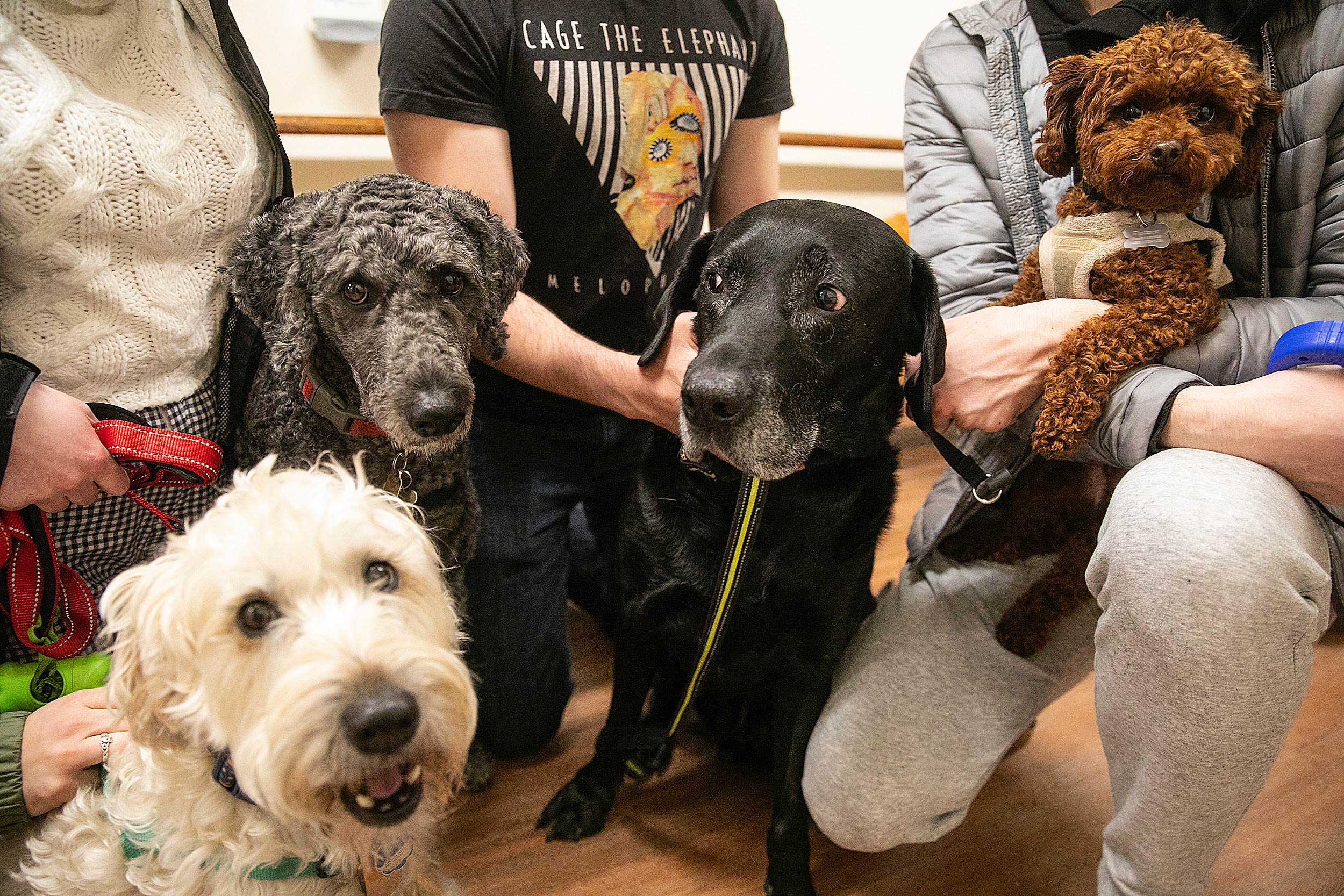 4 dogs looking at camera