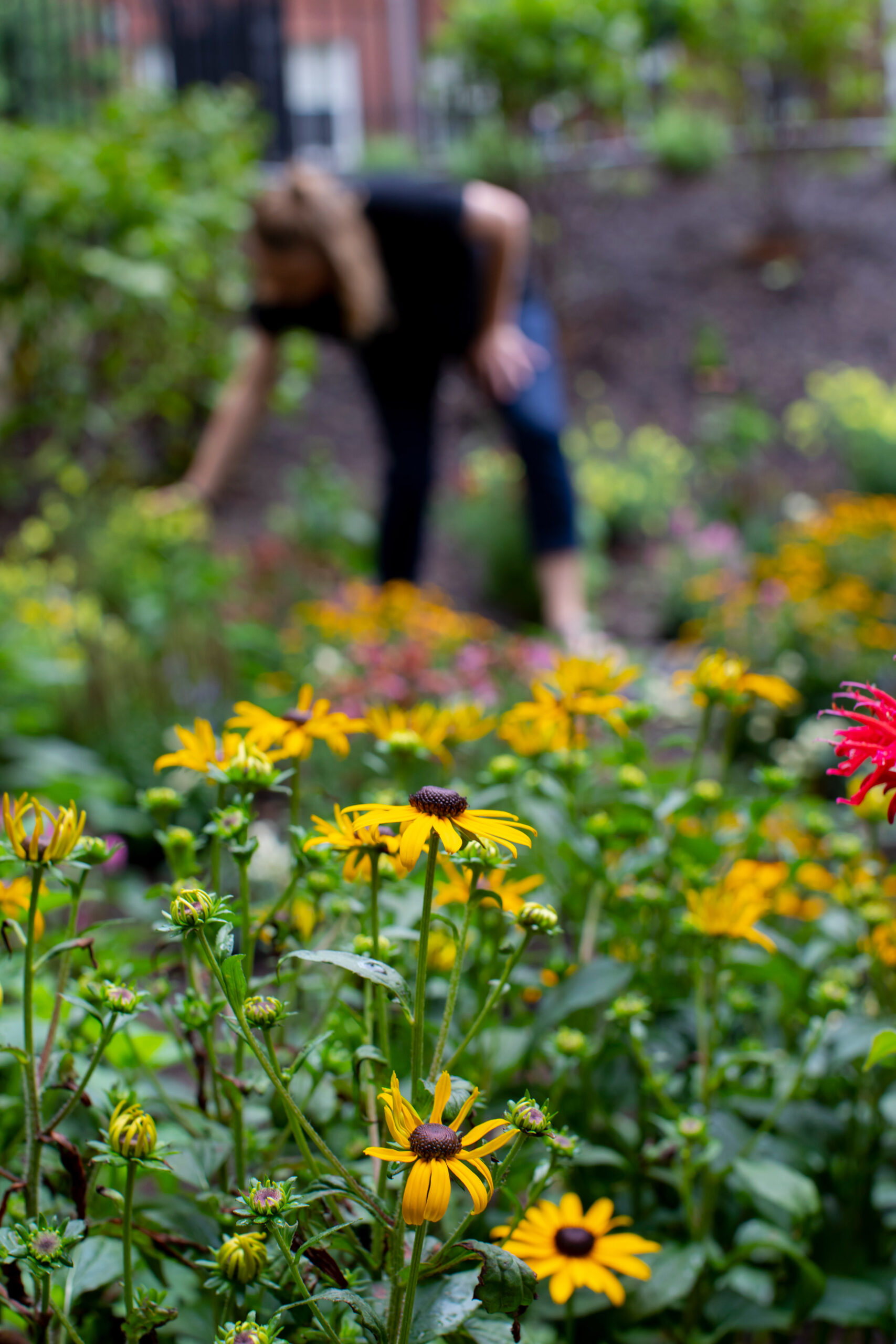 Flowers in the foreground, a person in the background