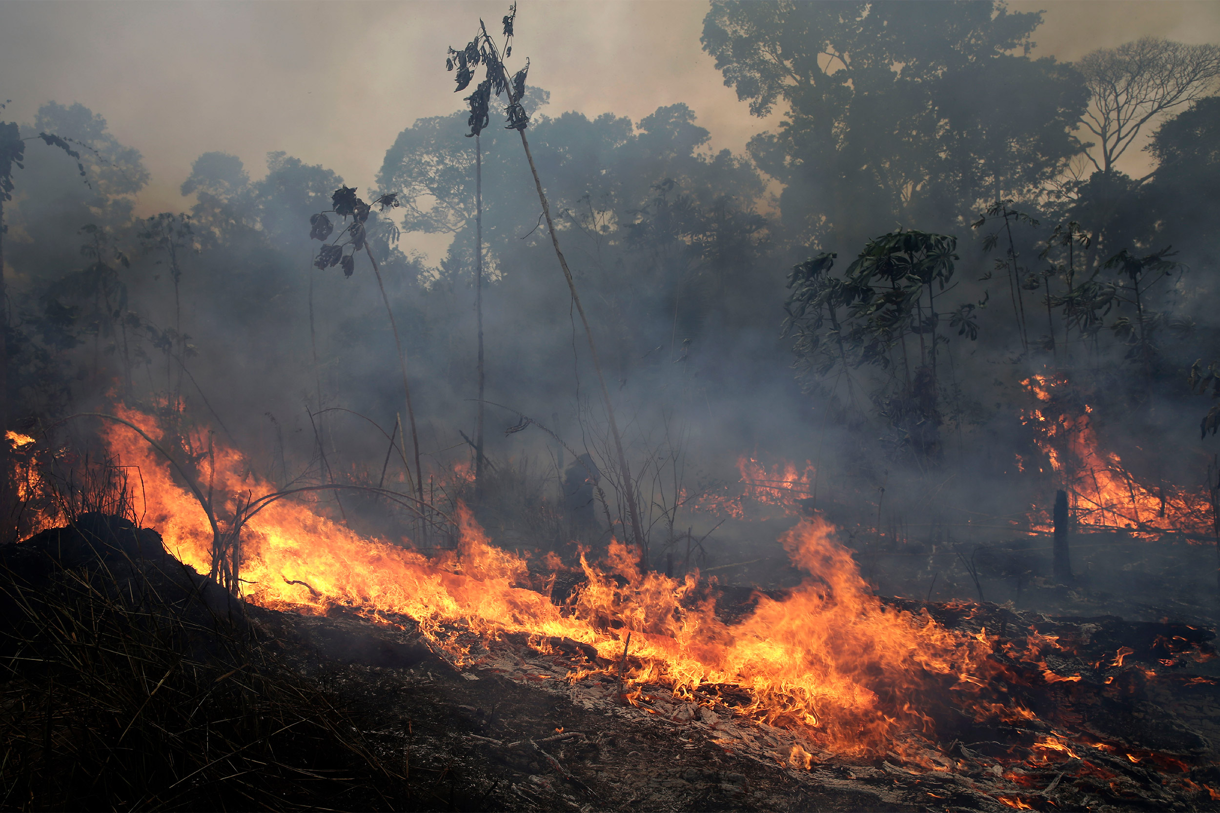 Harvard biologist discusses the environmental impact of the Amazon ...