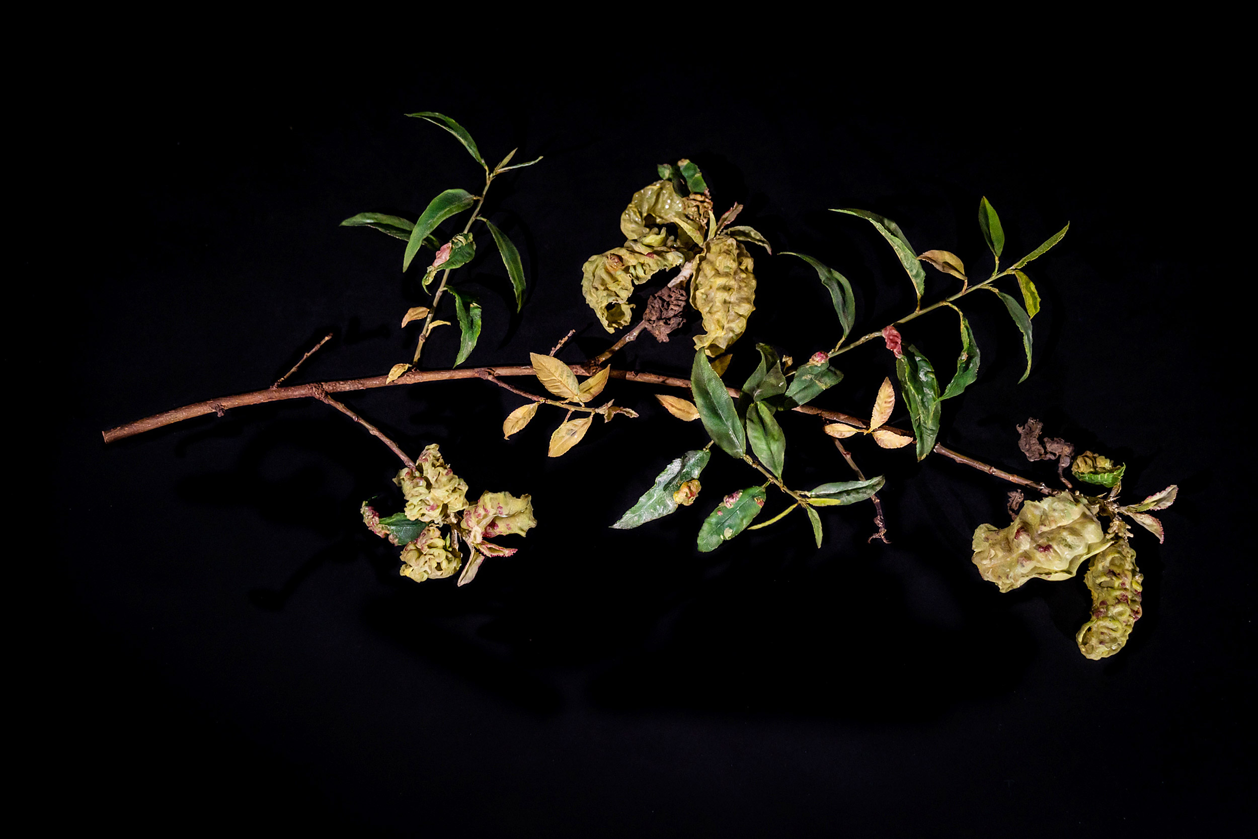 Glass fruit decaying peach curl