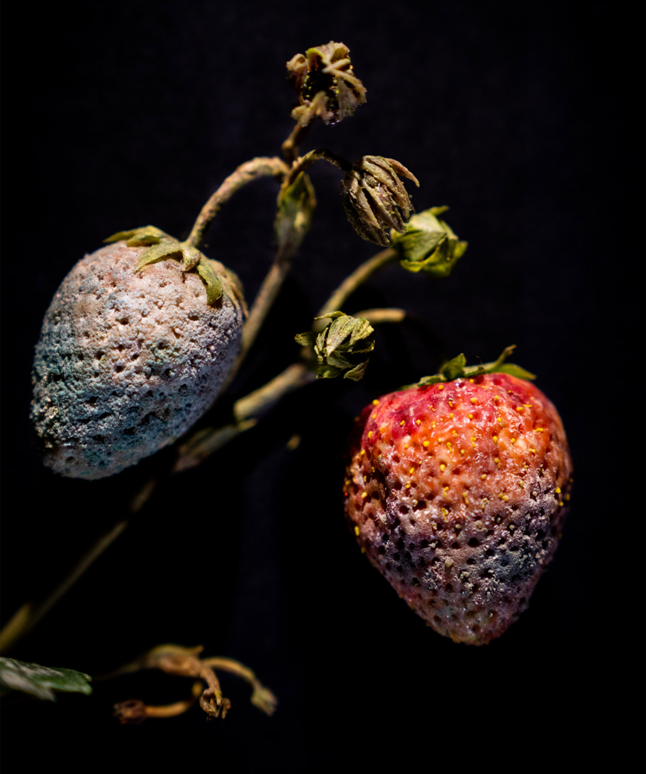 Glass strawberry with mold