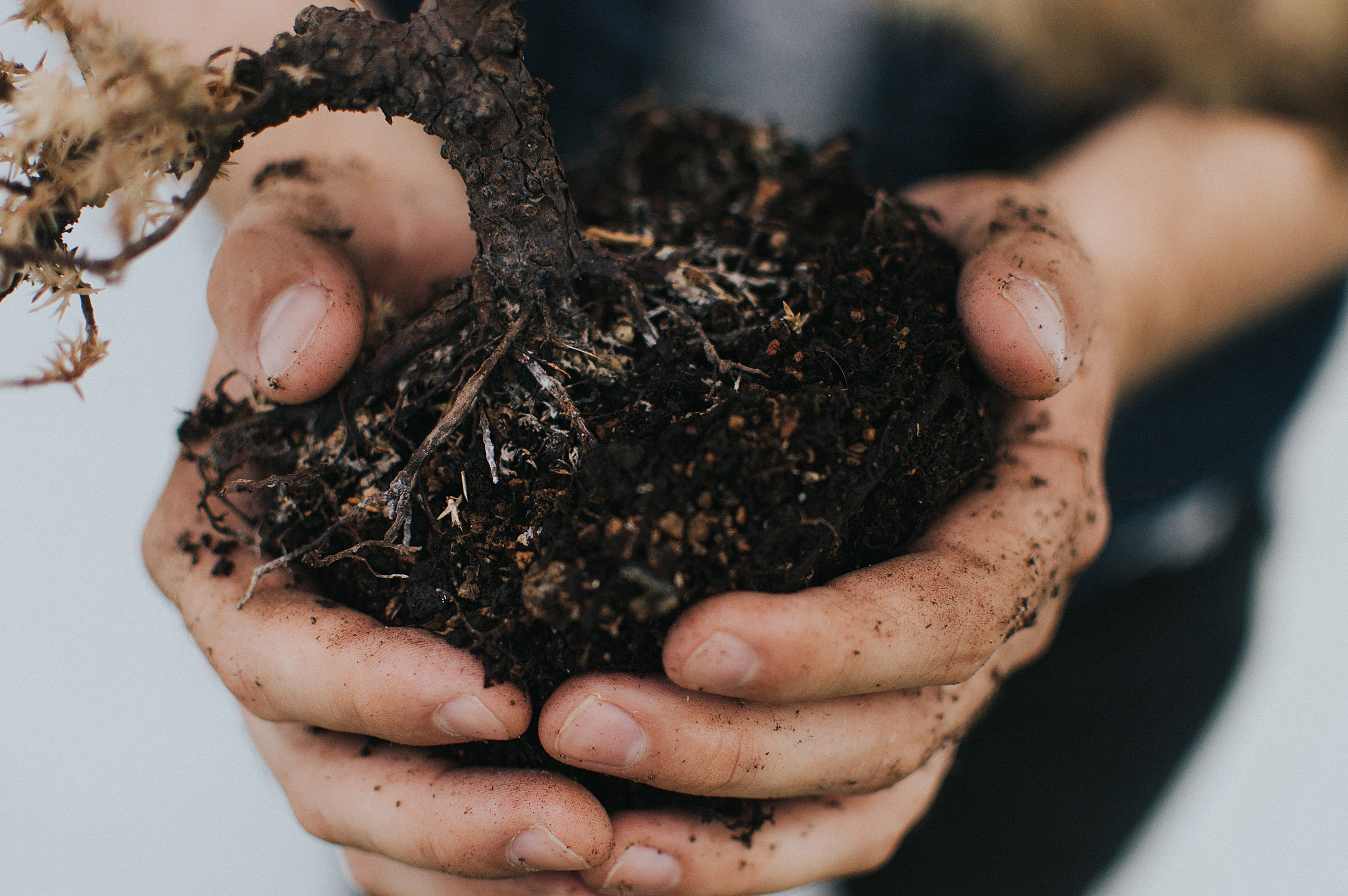 Hands holding dirt