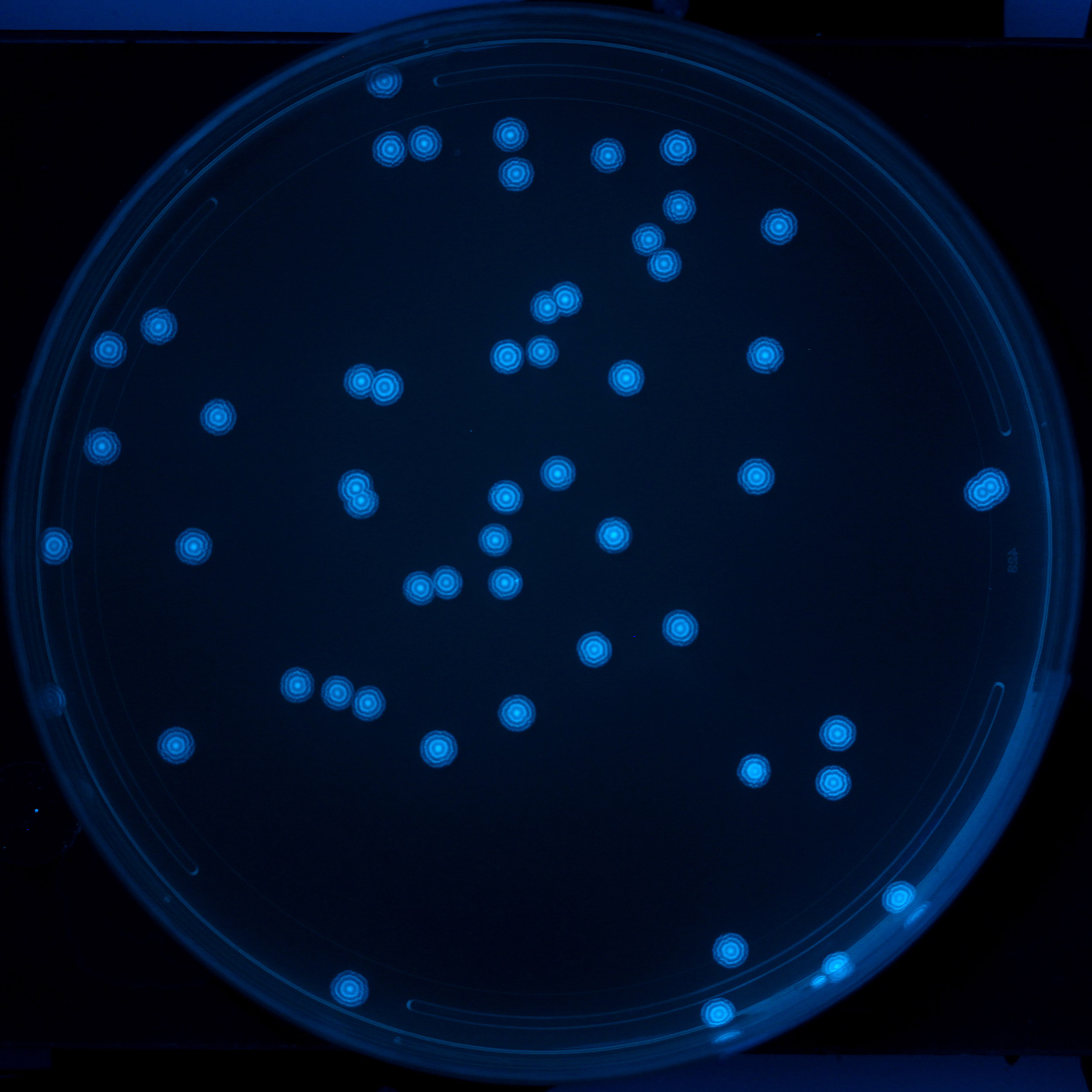 Colonies of bacteria