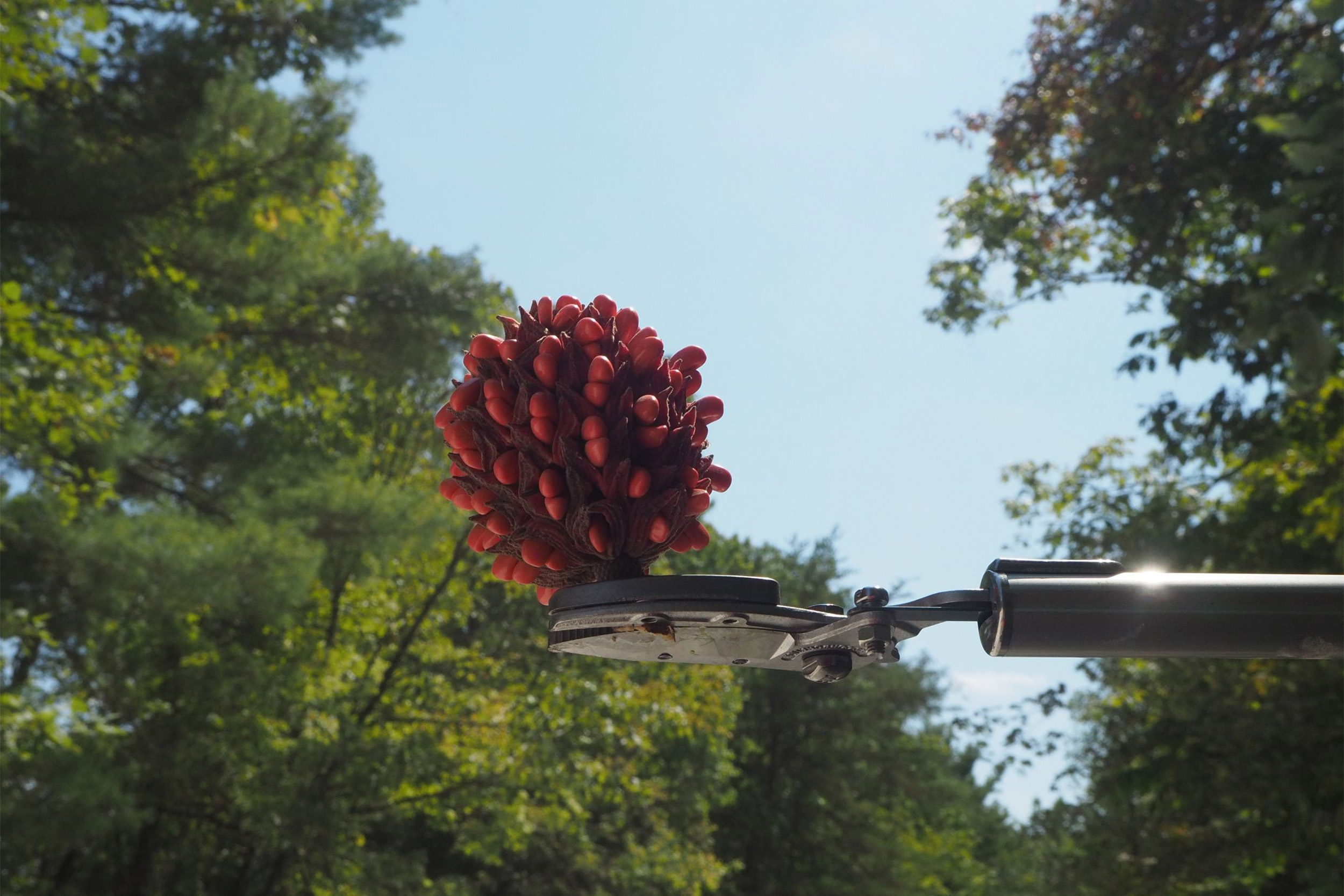 The expedition participants used an extendable pole pruner.