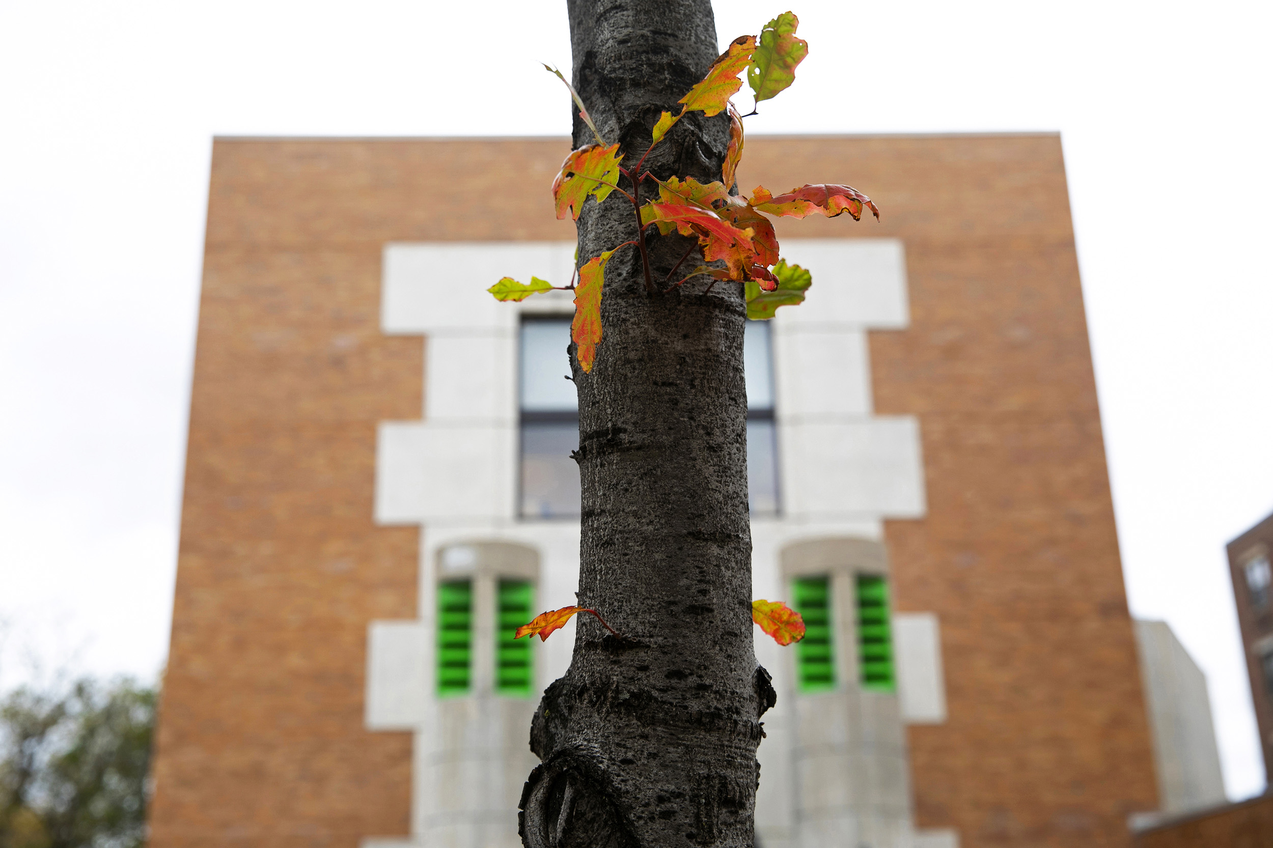 A few bright leaves mimic the colors of the Sackler Museum in the background.