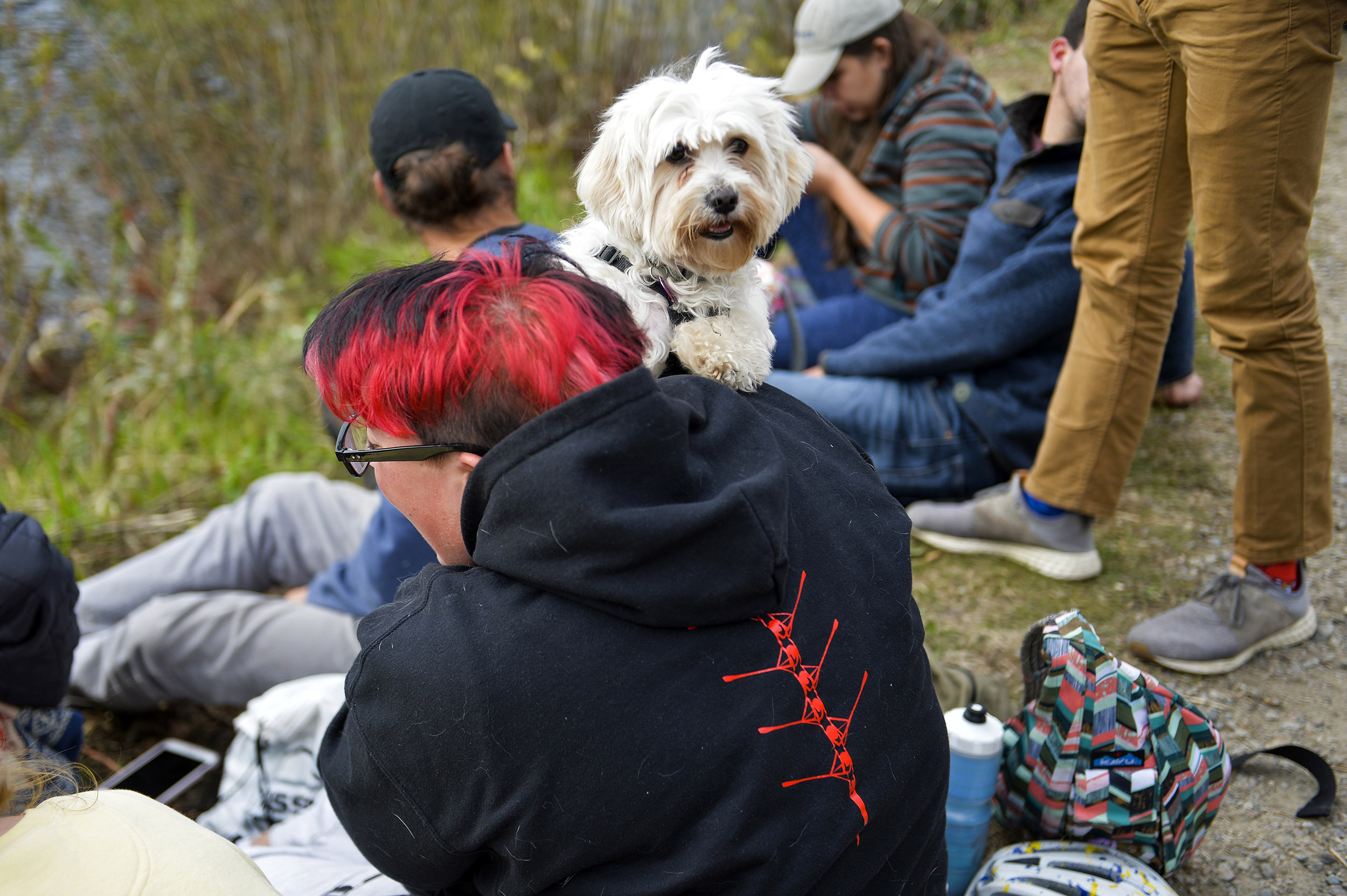 Lyndzy Passmore watches the races with her dog, Lulu.