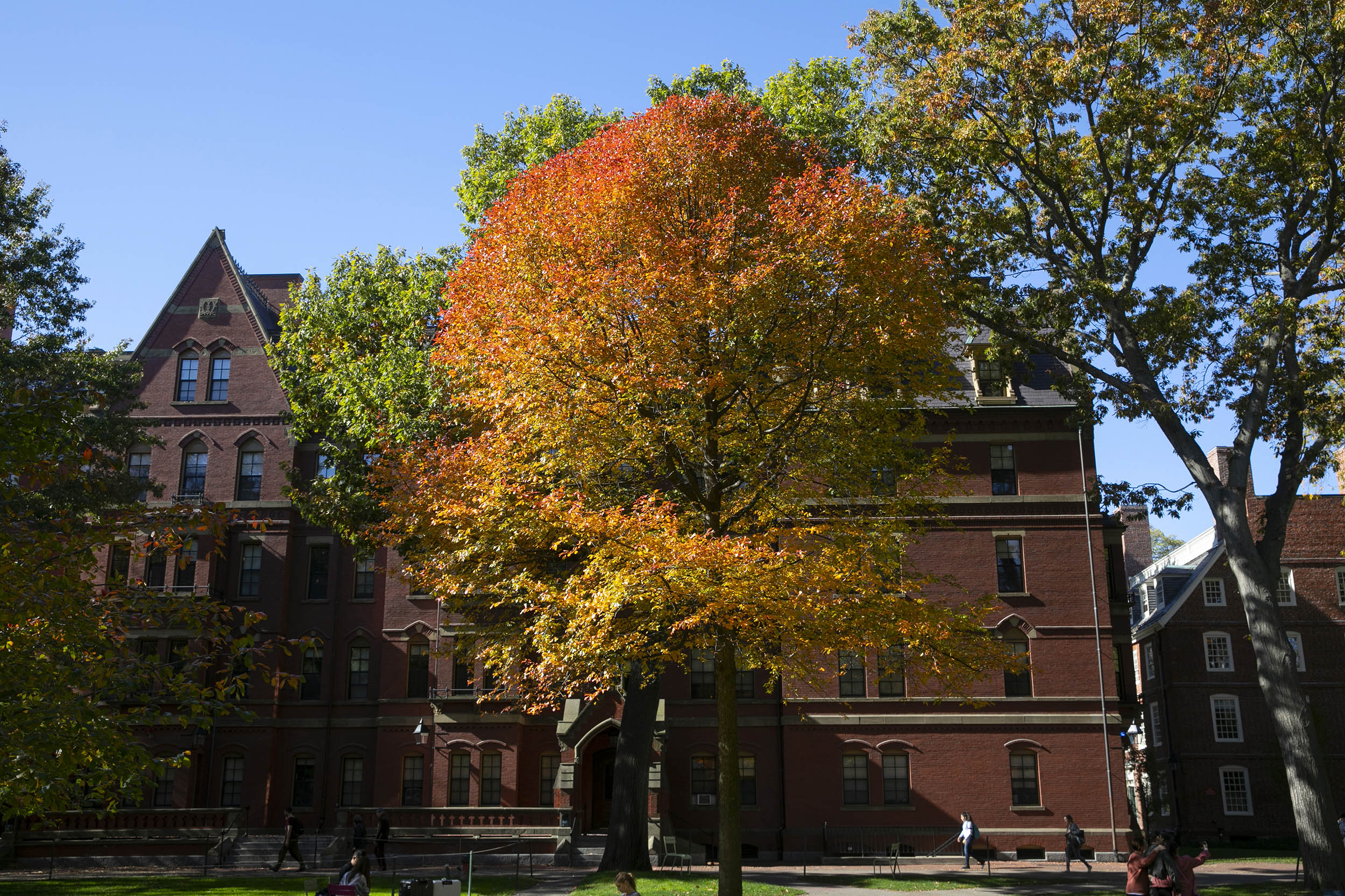 Autumn leaves are on full display outside of Matthews Hall.