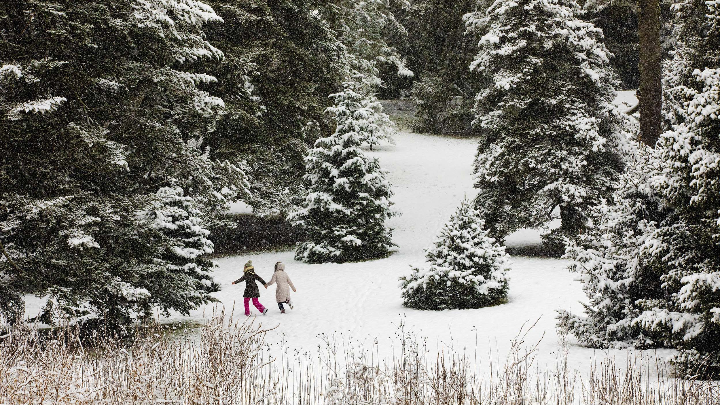 Valentina Iacobciuc and Elena Fevraleva frolic in the Conifer Collection at the Arnold Arboretum.