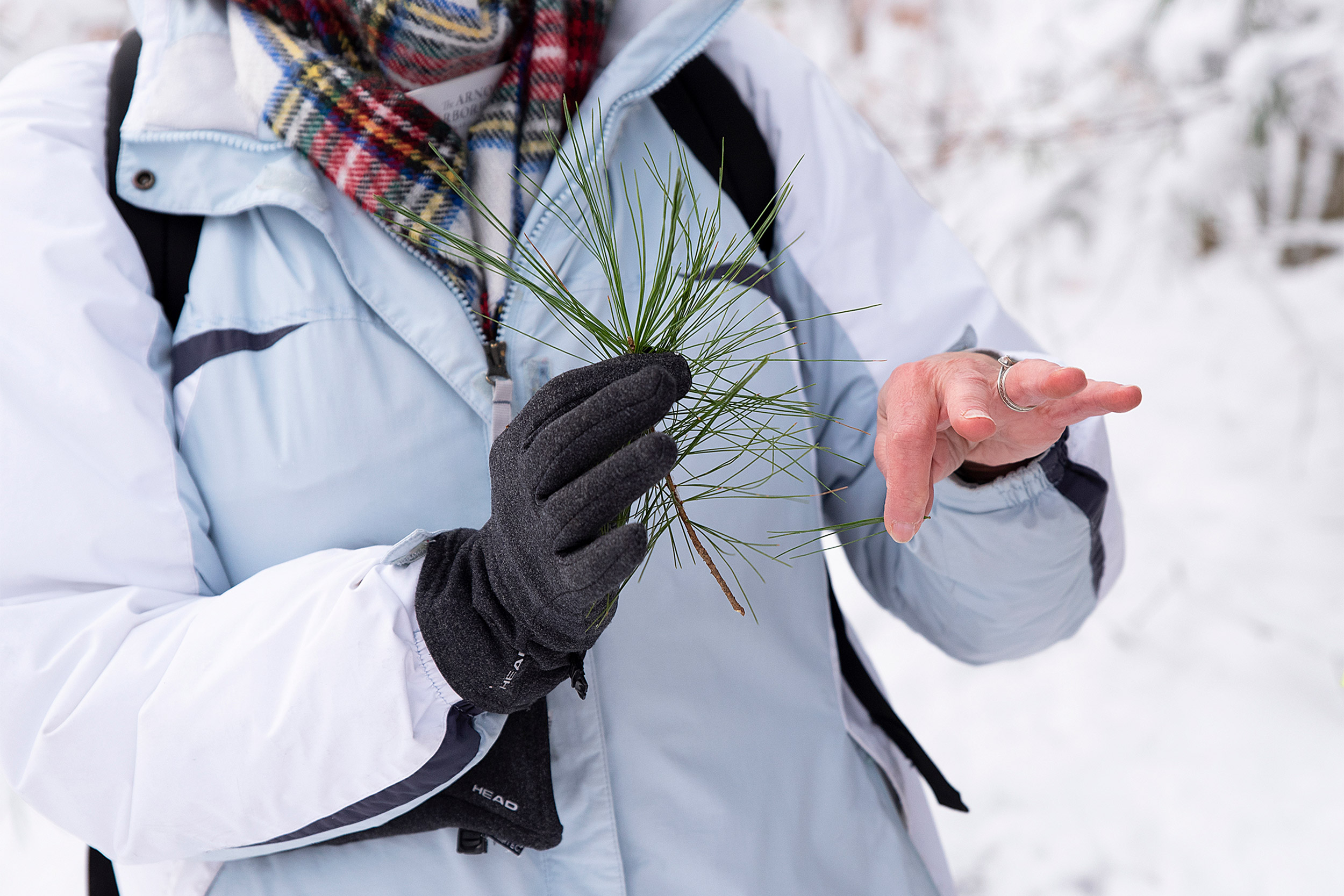 Teacher holding a pine tree sprig.