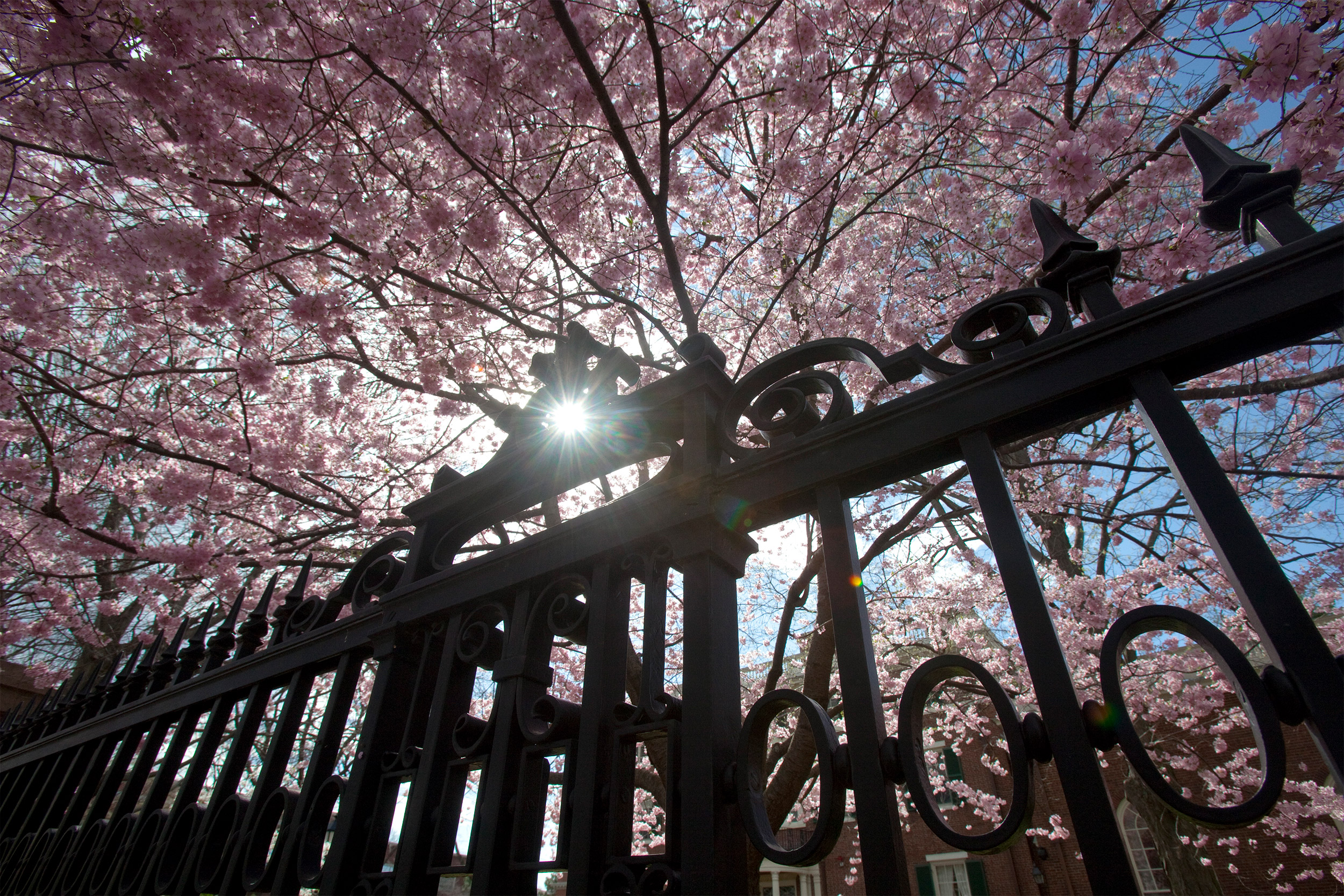 Gate at Loeb House.