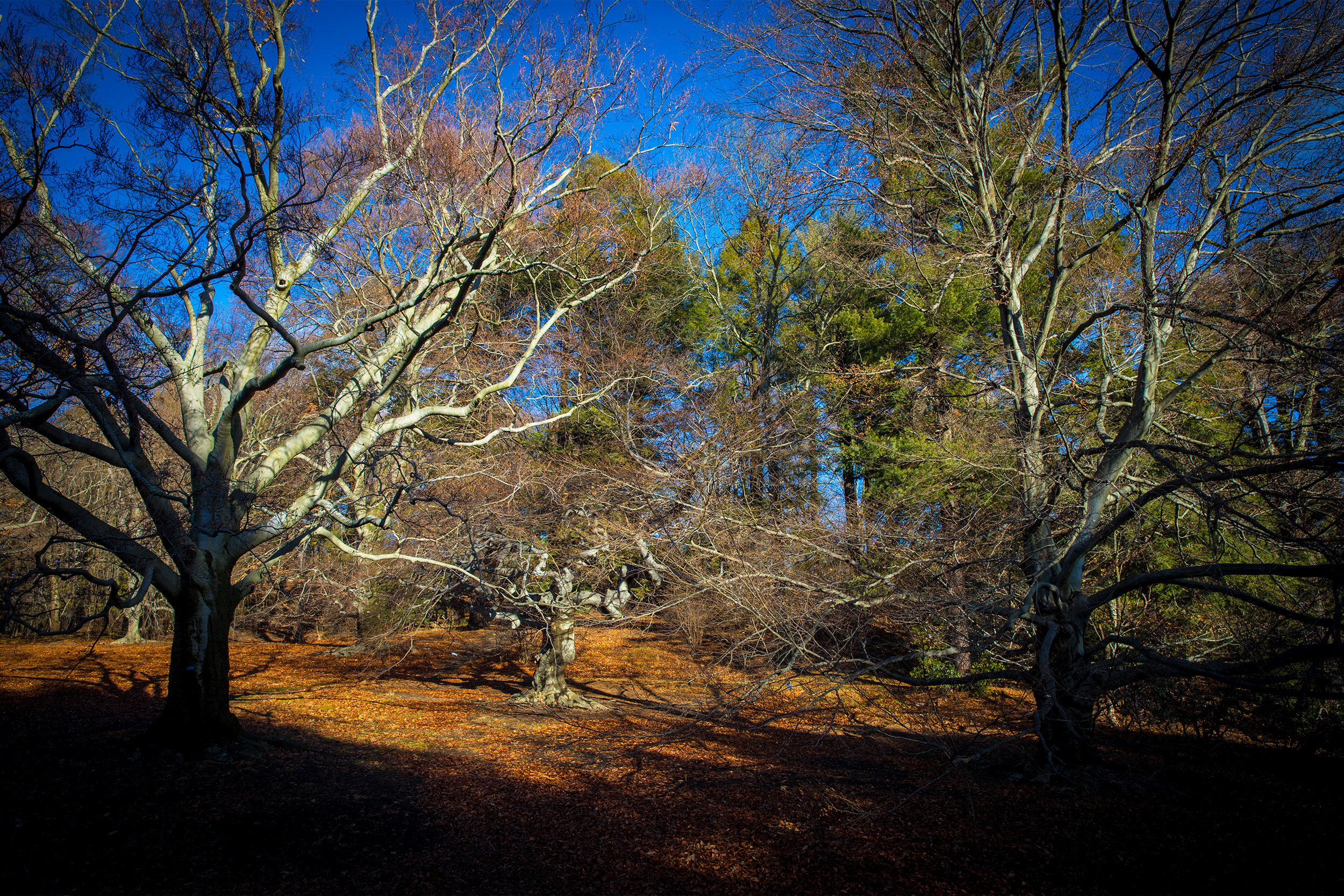 Trees in the Arnold Arboretum.