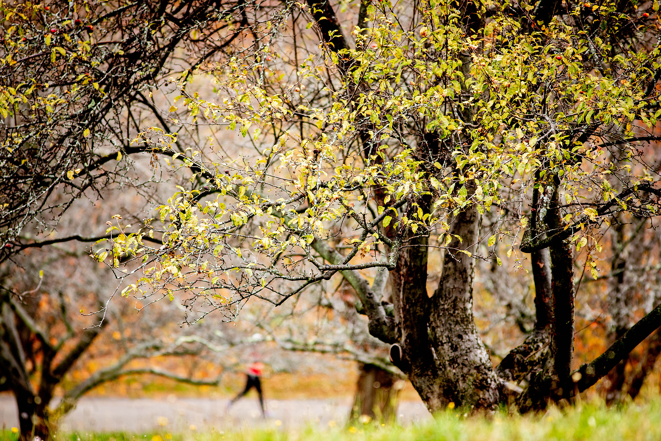 Arboretum.