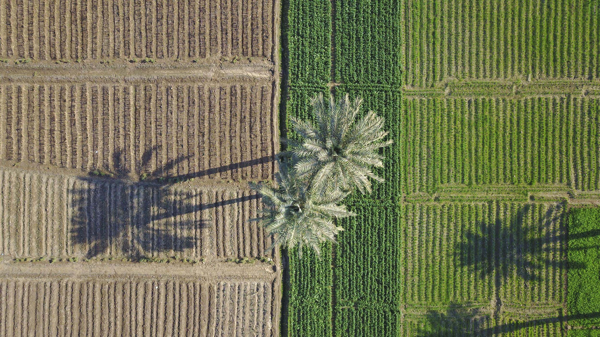 "Half and Half' by Hashem Abdou. Pairs of palm trees cast shadows on multi-colored landscape.