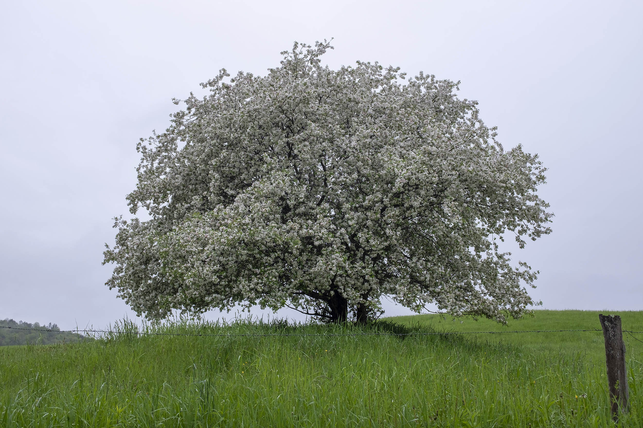 "Untitled 3," William Kipp. Leafy tree in field.