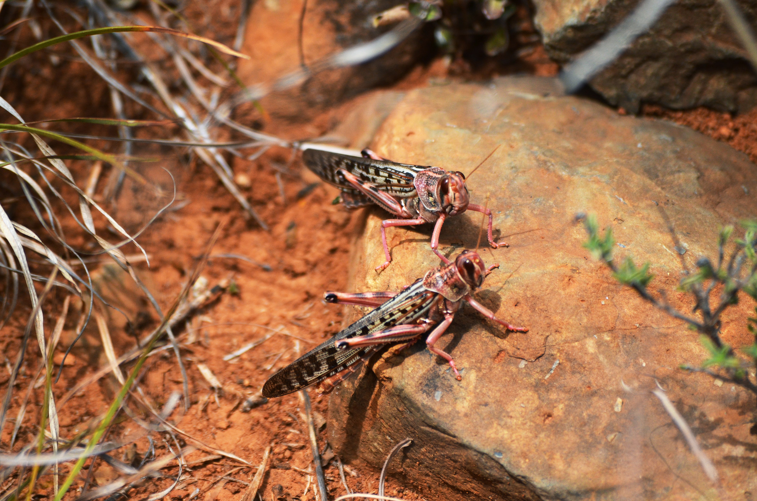 Two large locusts.